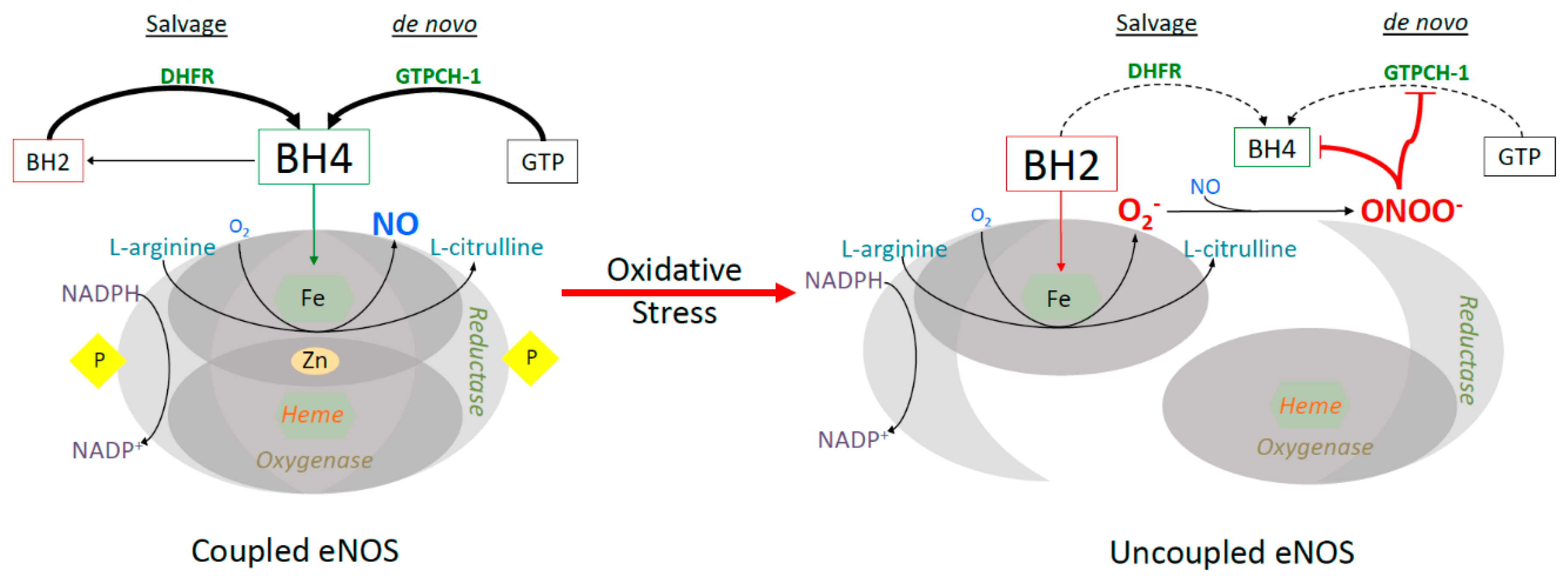 Antioxidants 08 00436 g001 Antioxidants 08 00436 g001