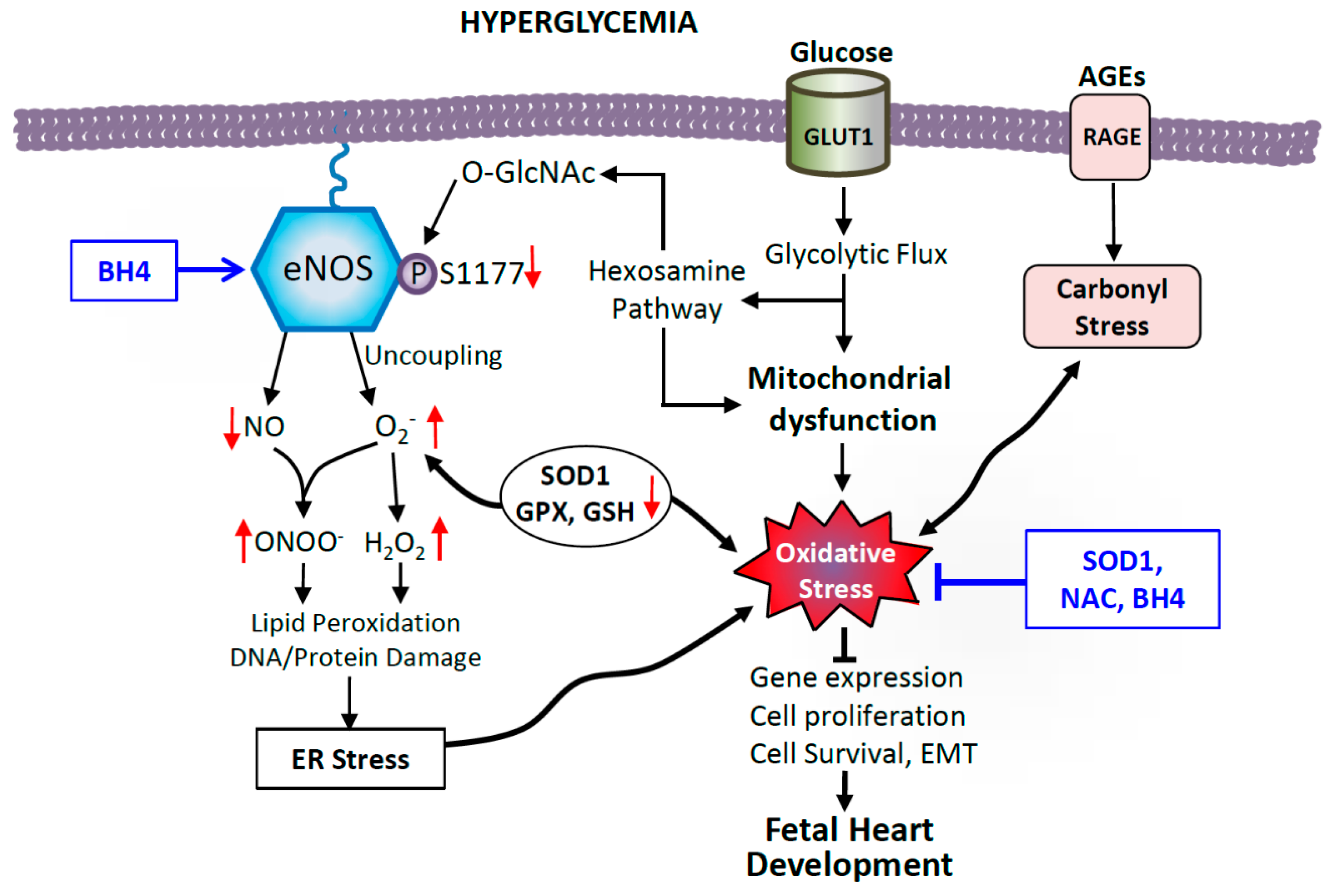 Antioxidants 08 00436 g003 Antioxidants 08 00436 g003
