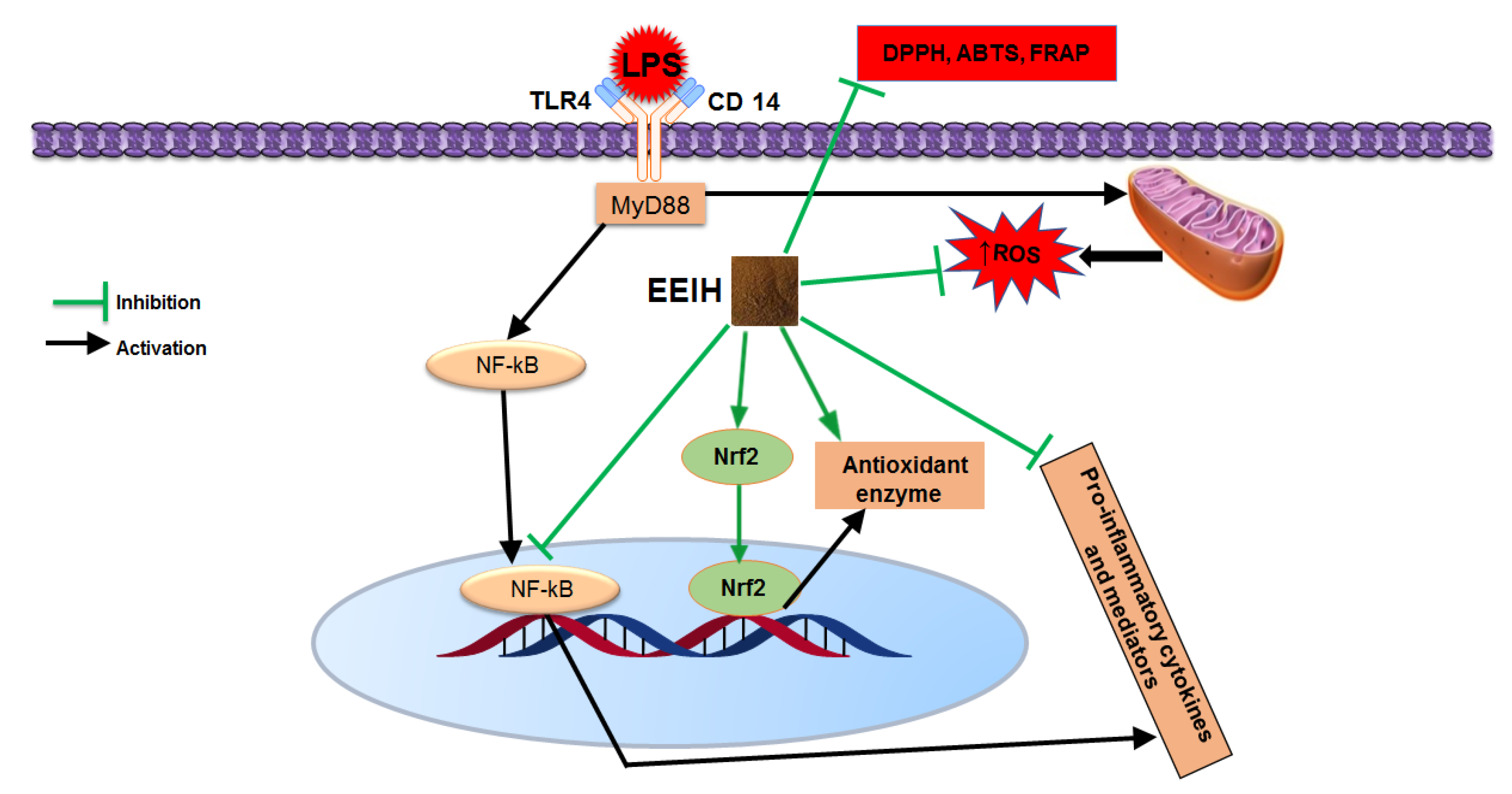 Antioxidants 08 00446 g008 Antioxidants 08 00446 g008