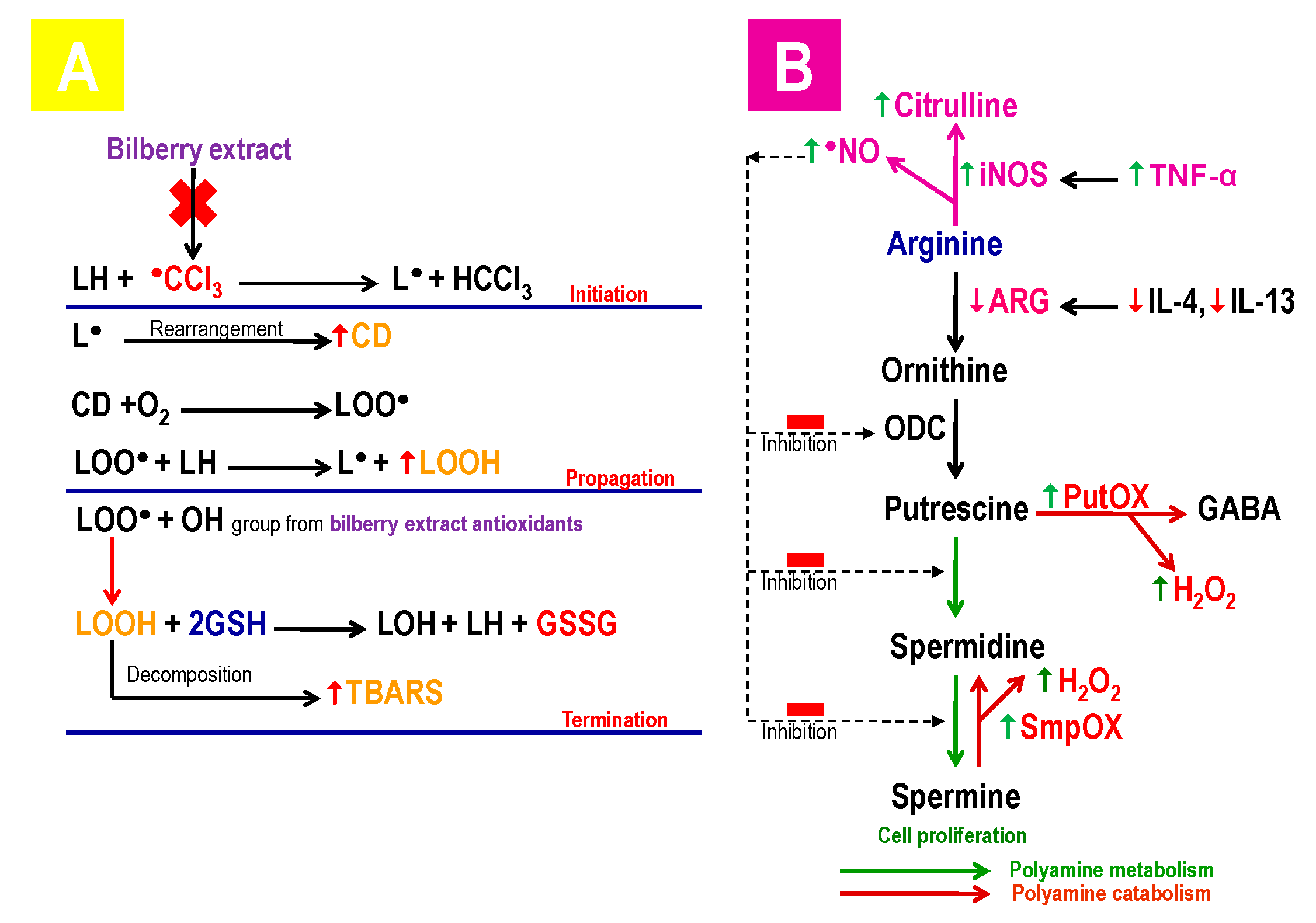 Antioxidants 08 00451 g002