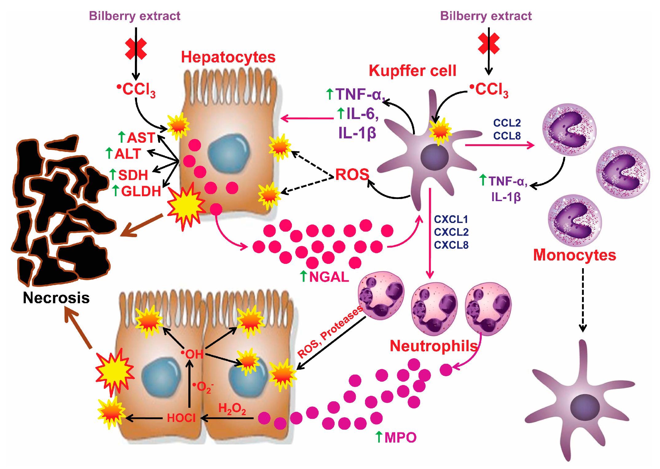 Antioxidants 08 00451 g003