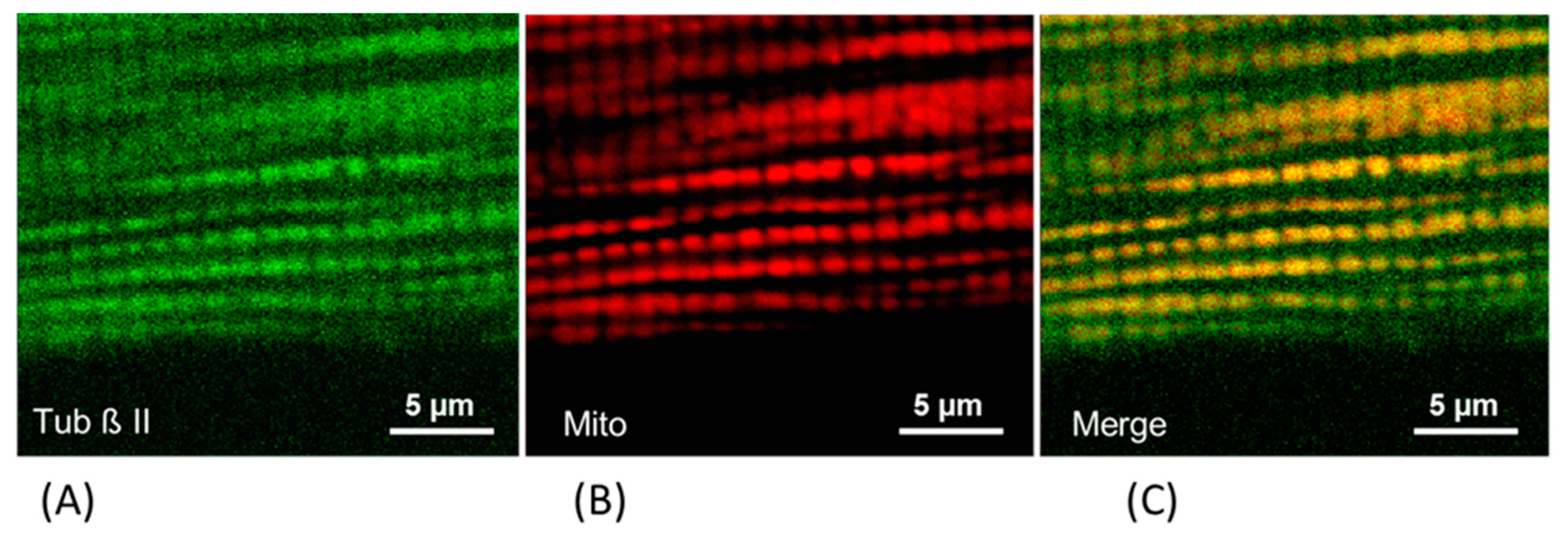 Antioxidants 08 00454 g002 Antioxidants 08 00454 g002