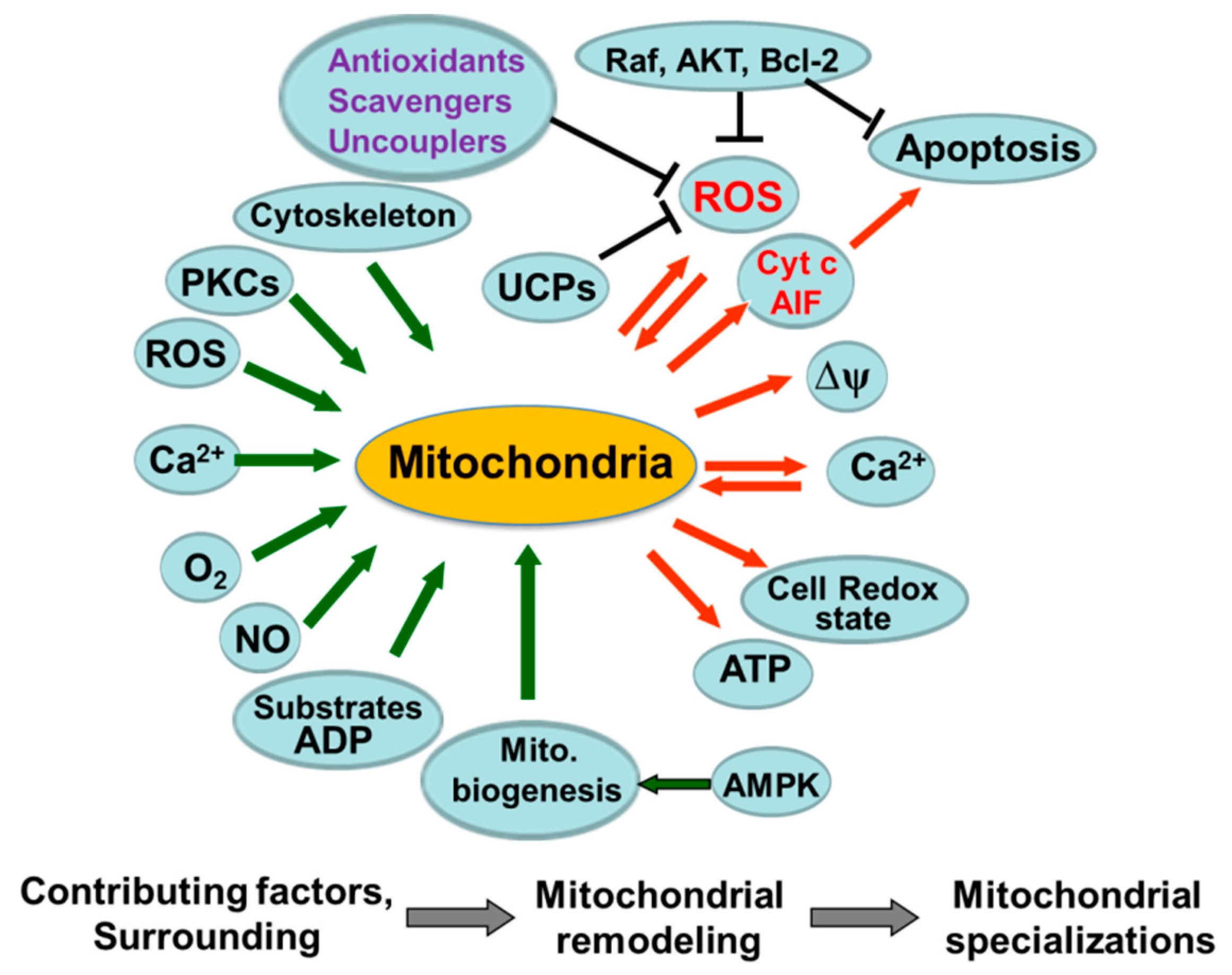 Antioxidants 08 00454 g003 Antioxidants 08 00454 g003