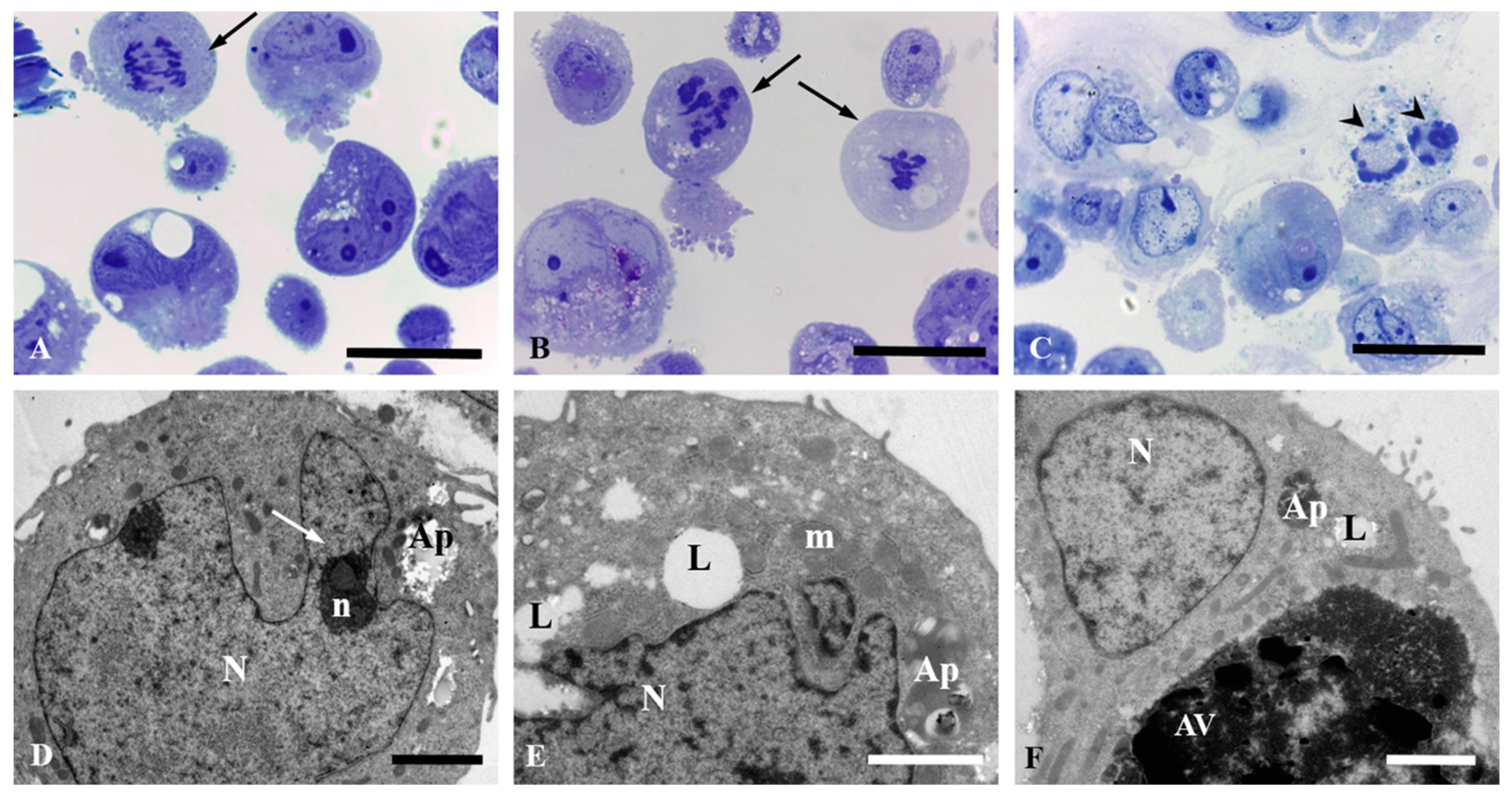Antioxidants 08 00467 g004