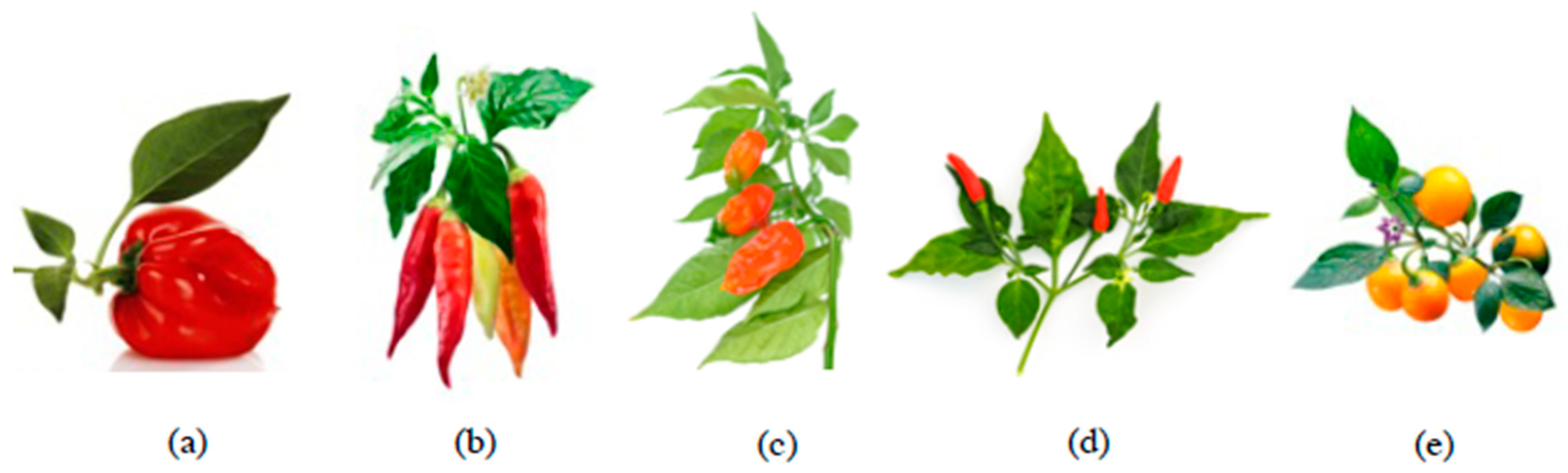 Antioxidants 08 00469 g001