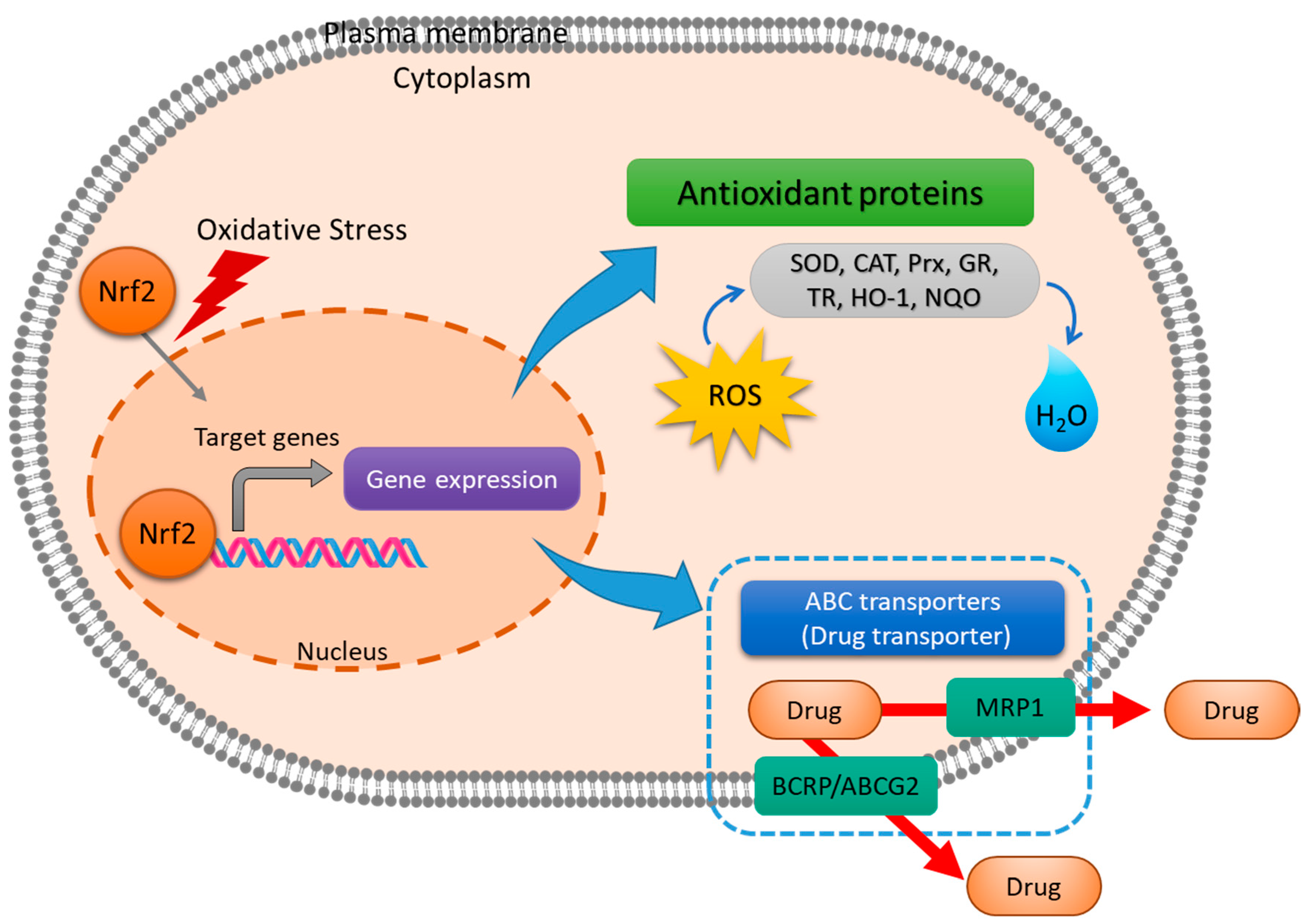 Antioxidants 08 00471 g002