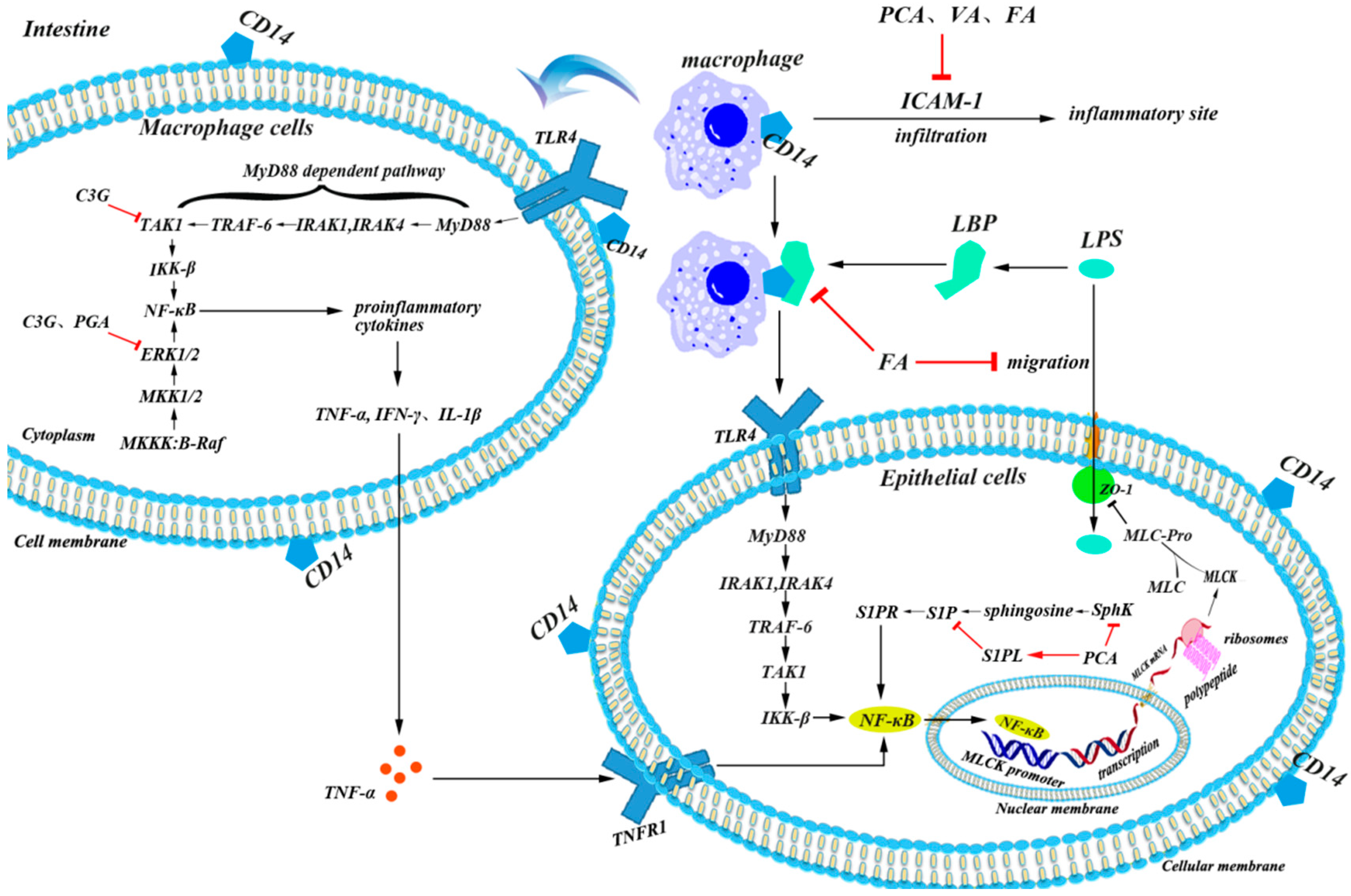 Antioxidants 08 00479 g004