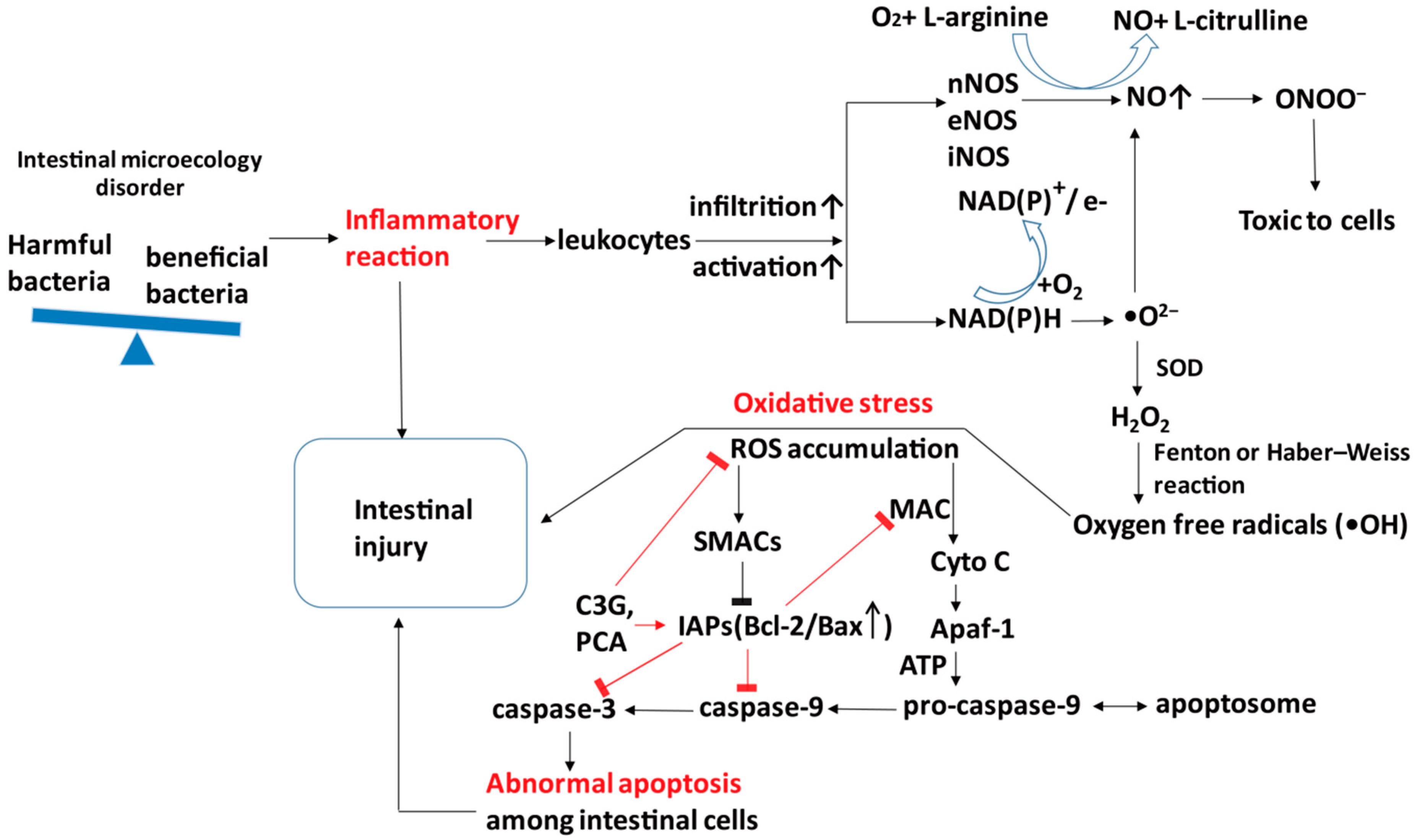 Antioxidants 08 00479 g005