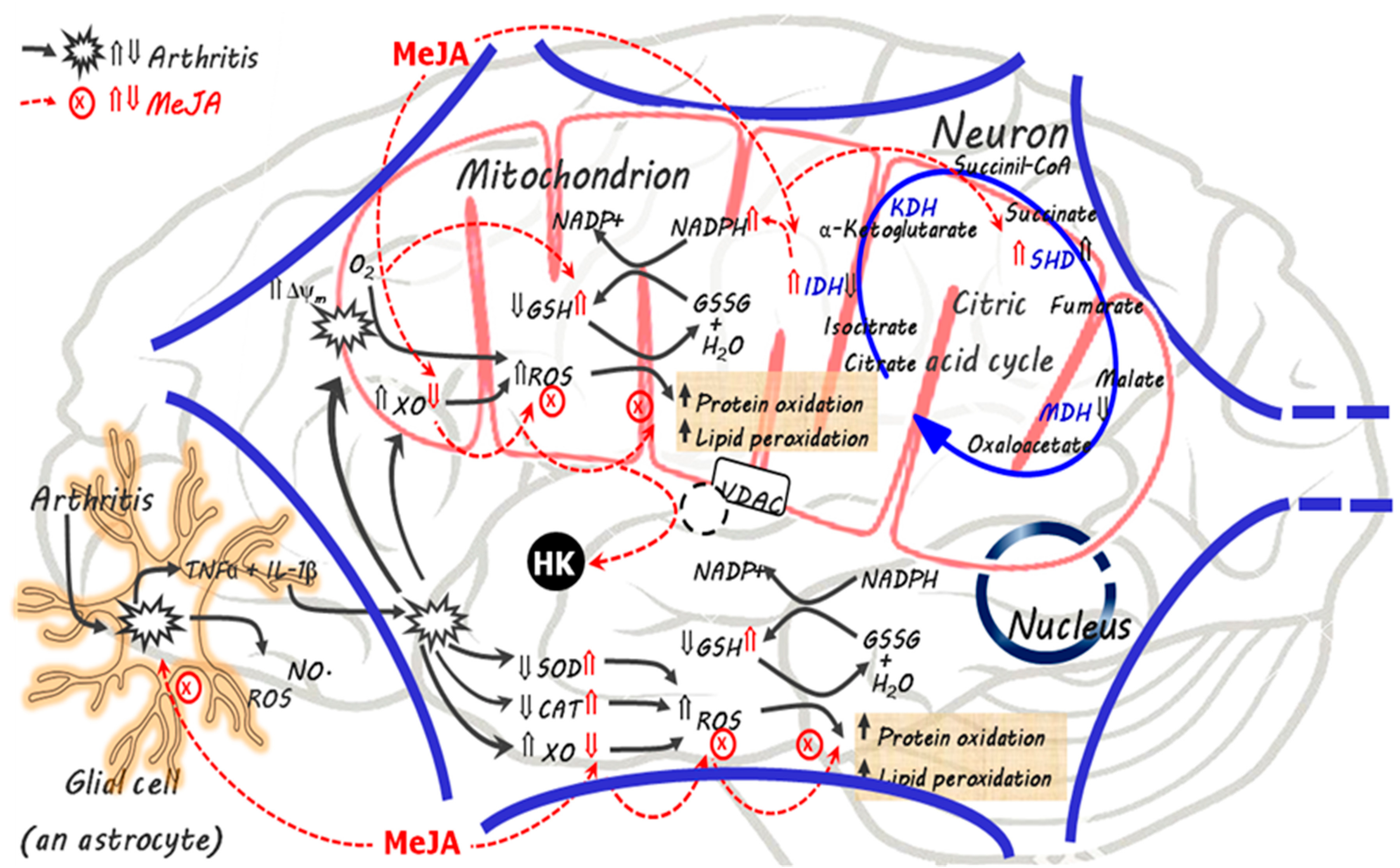 Antioxidants 08 00485 g007