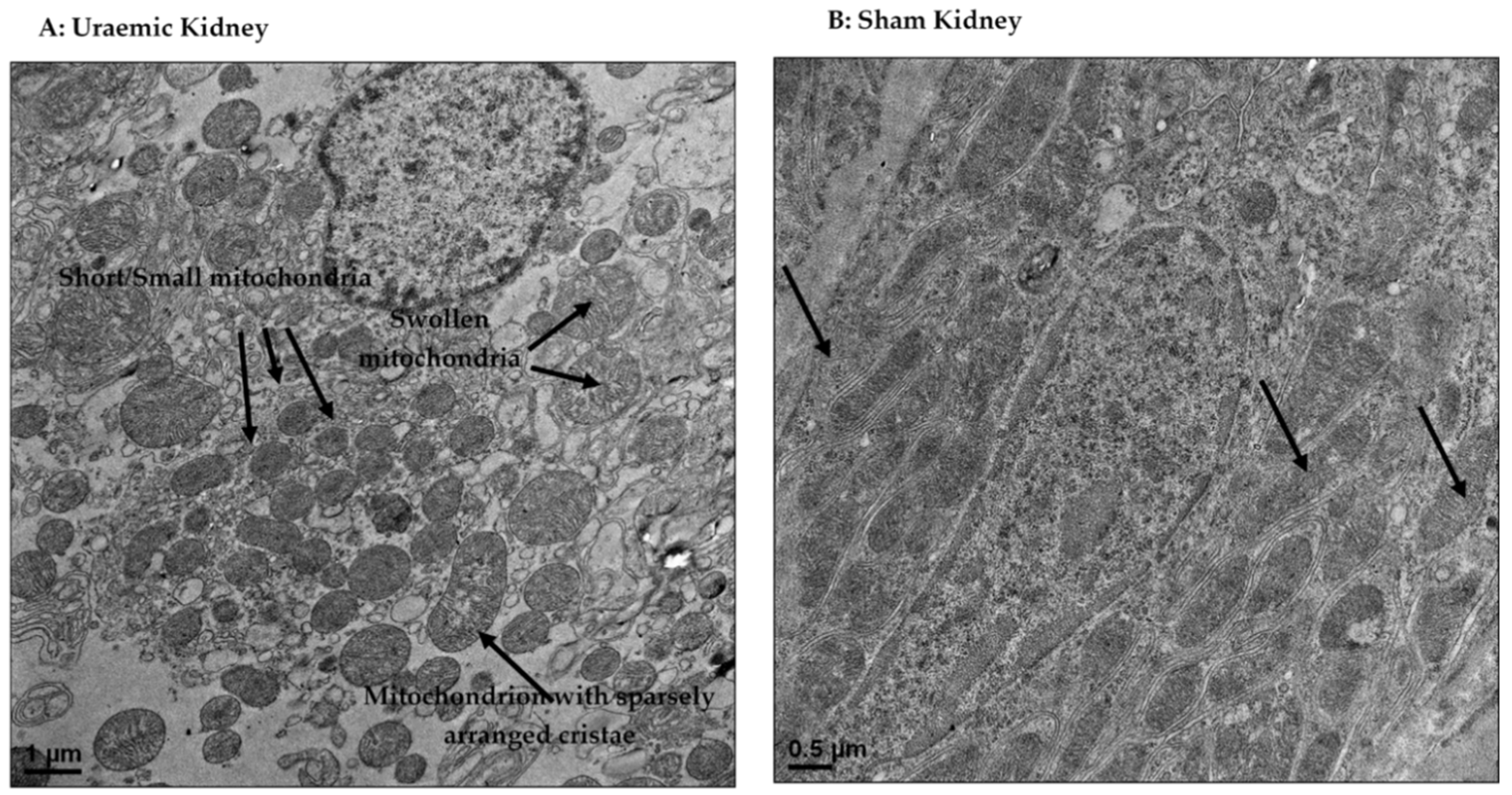 Antioxidants 08 00498 g009