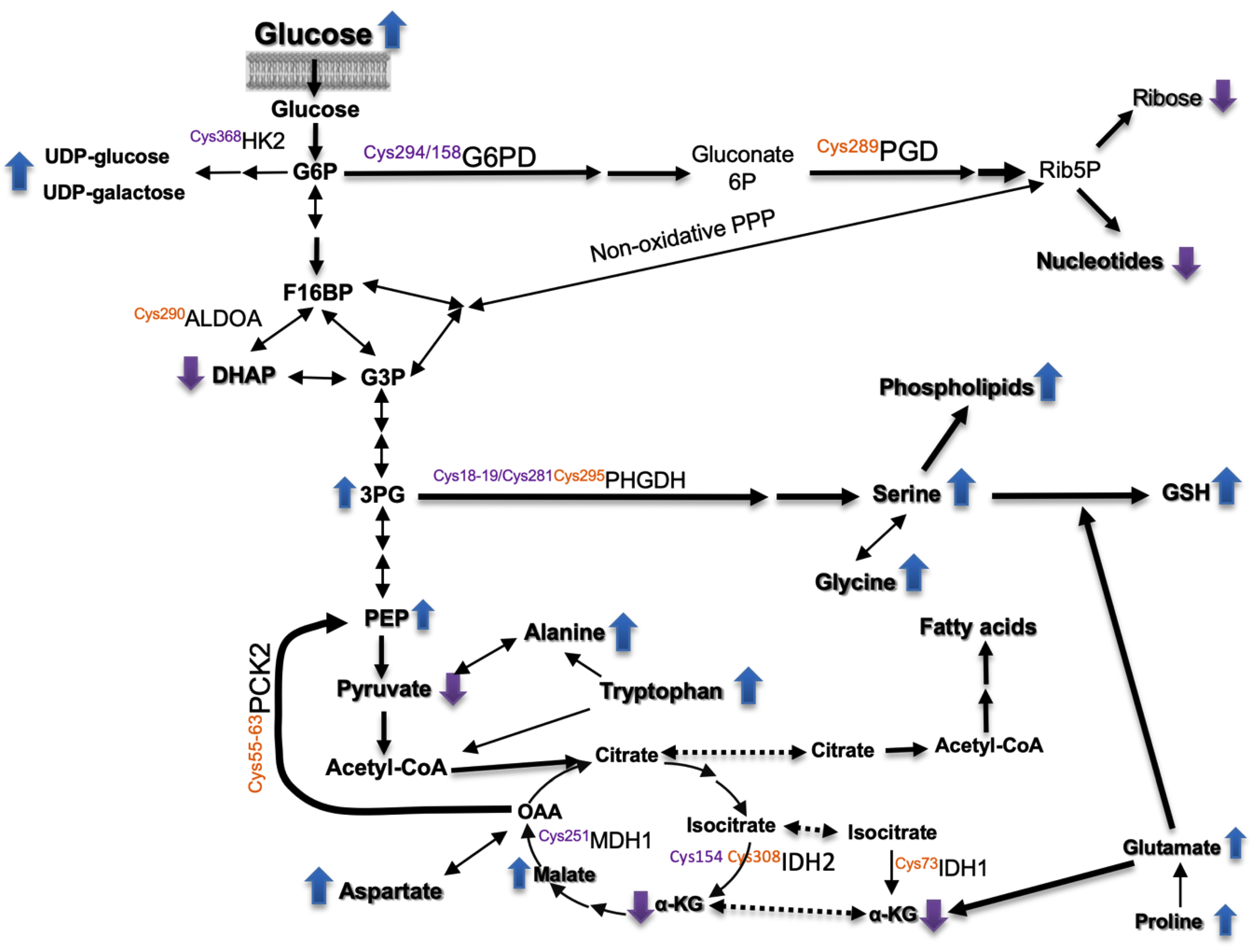 Antioxidants 08 00505 sch001 Antioxidants 08 00505 sch001