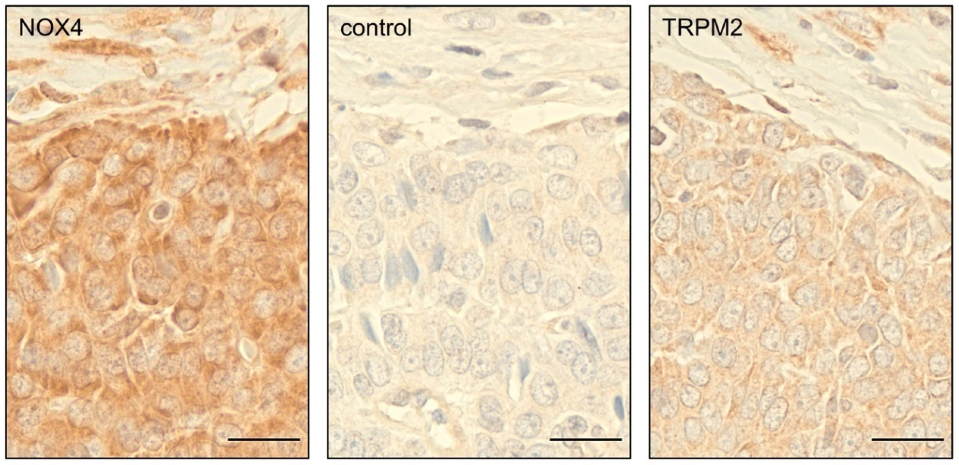 Antioxidants 08 00518 g006