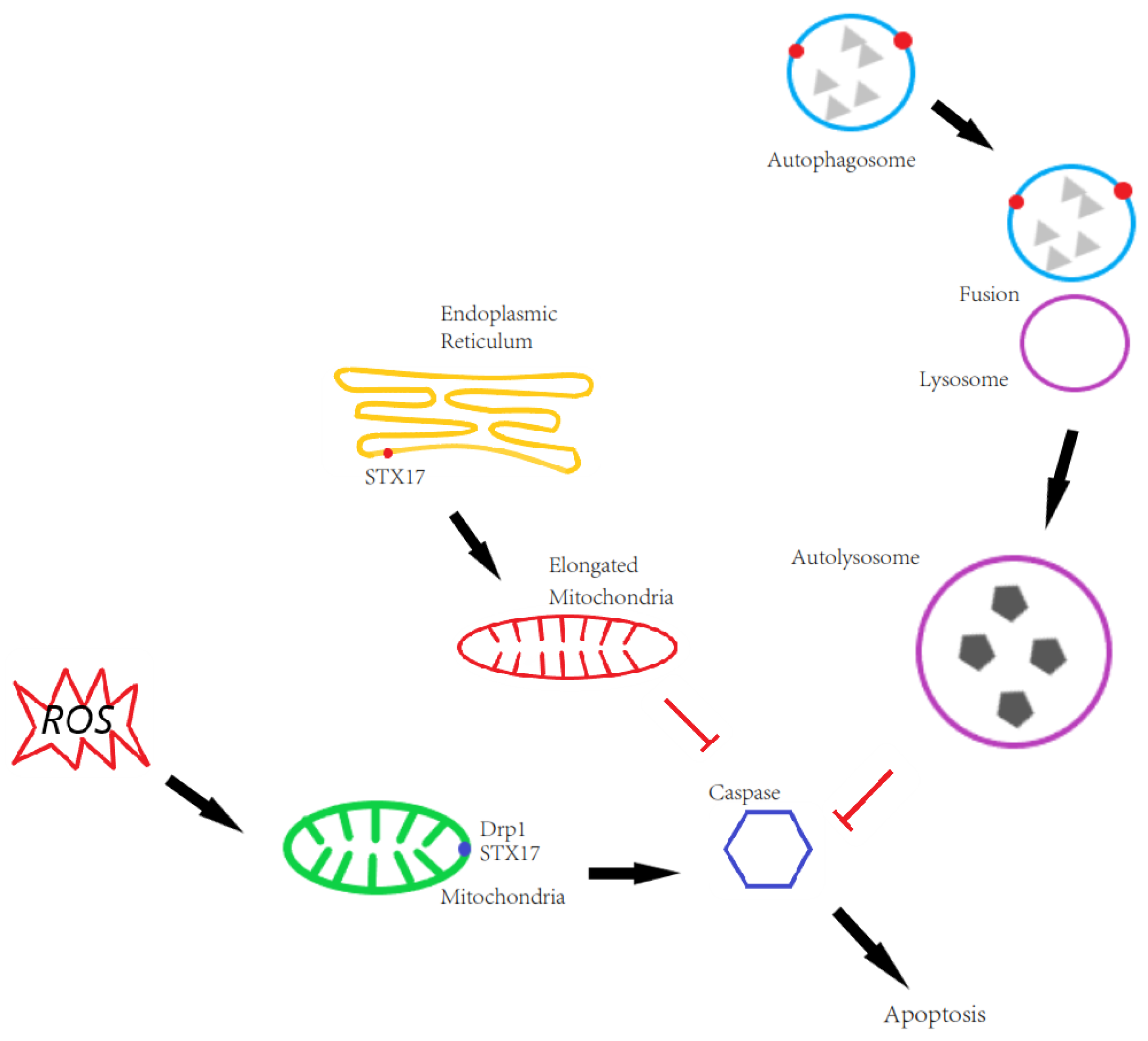Antioxidants 08 00522 g006