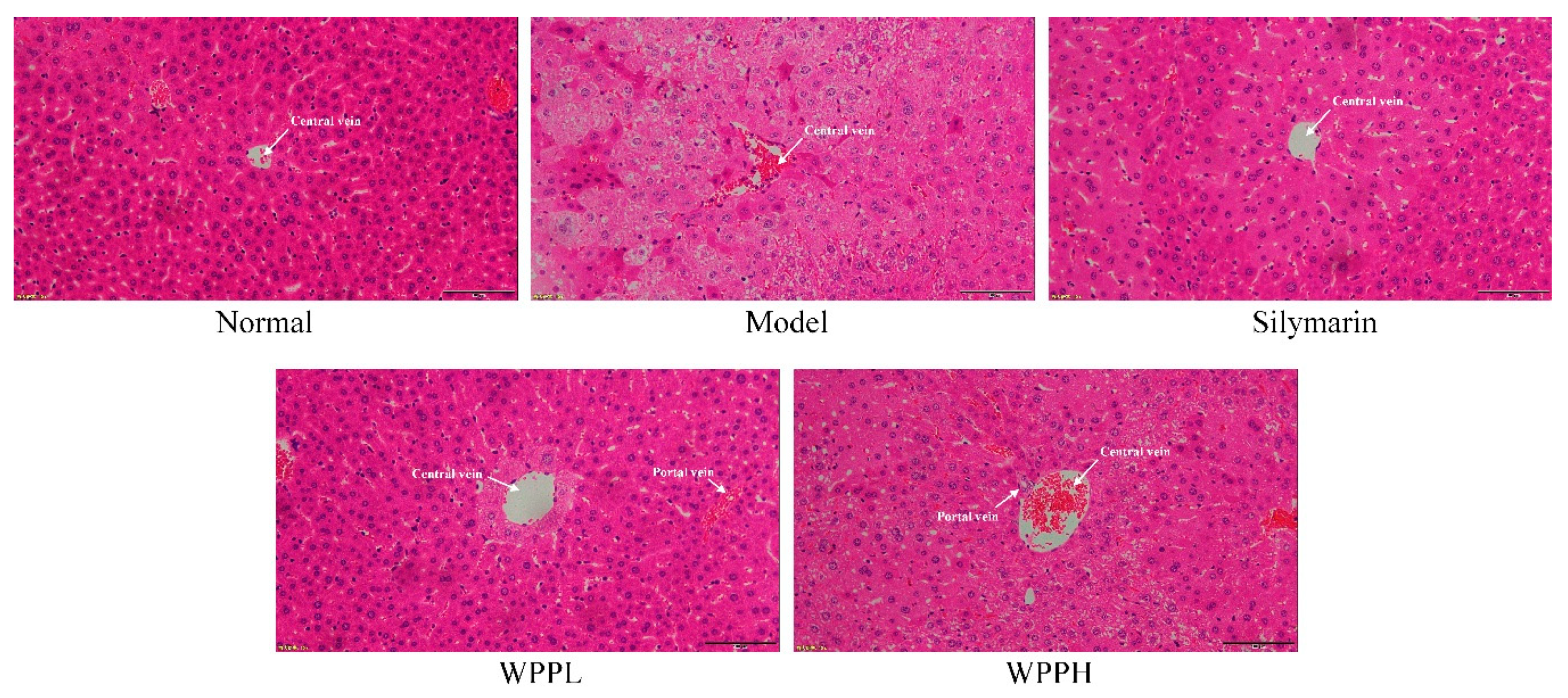 Antioxidants 08 00524 g003 Antioxidants 08 00524 g003