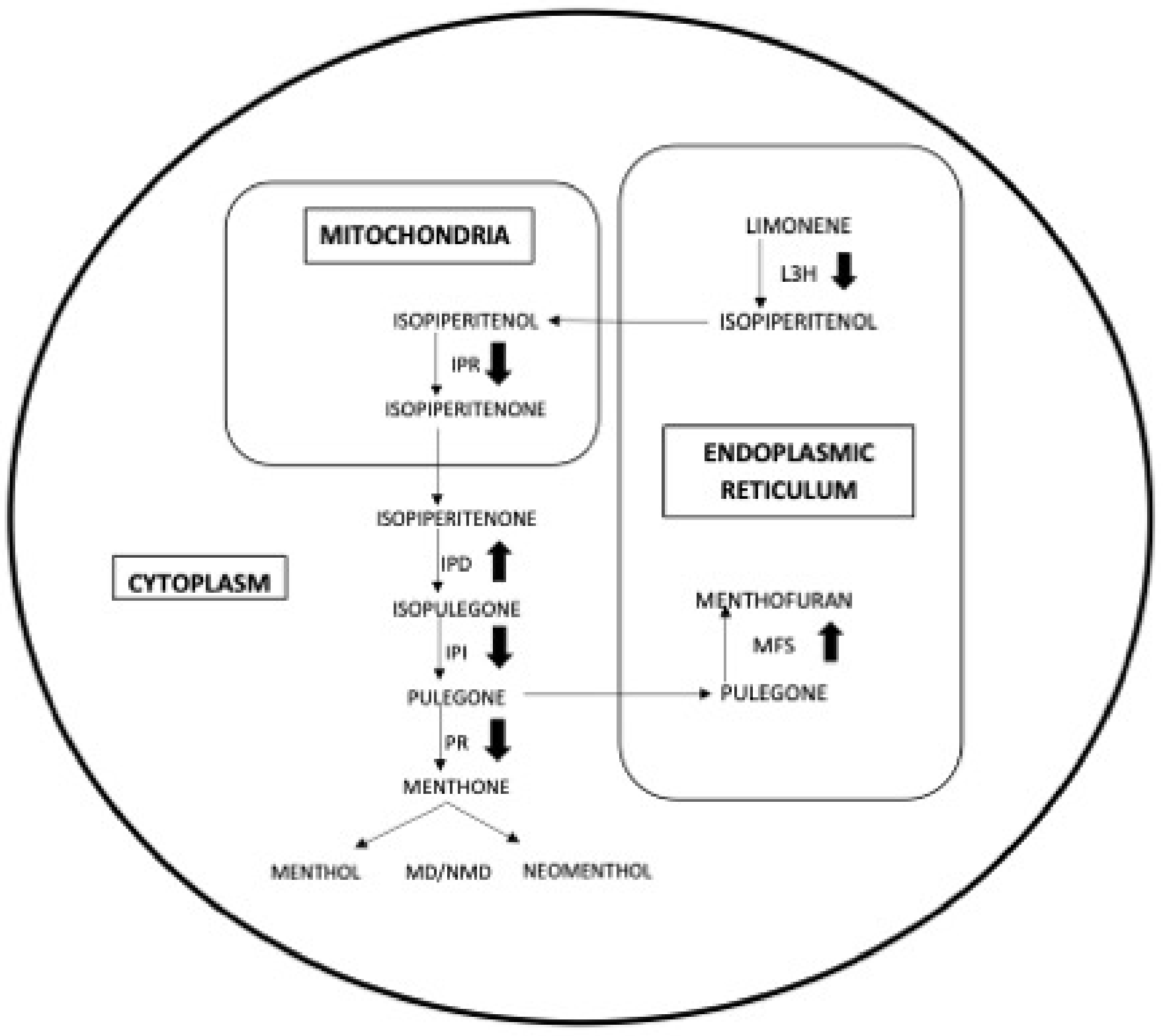 Antioxidants 08 00547 g006