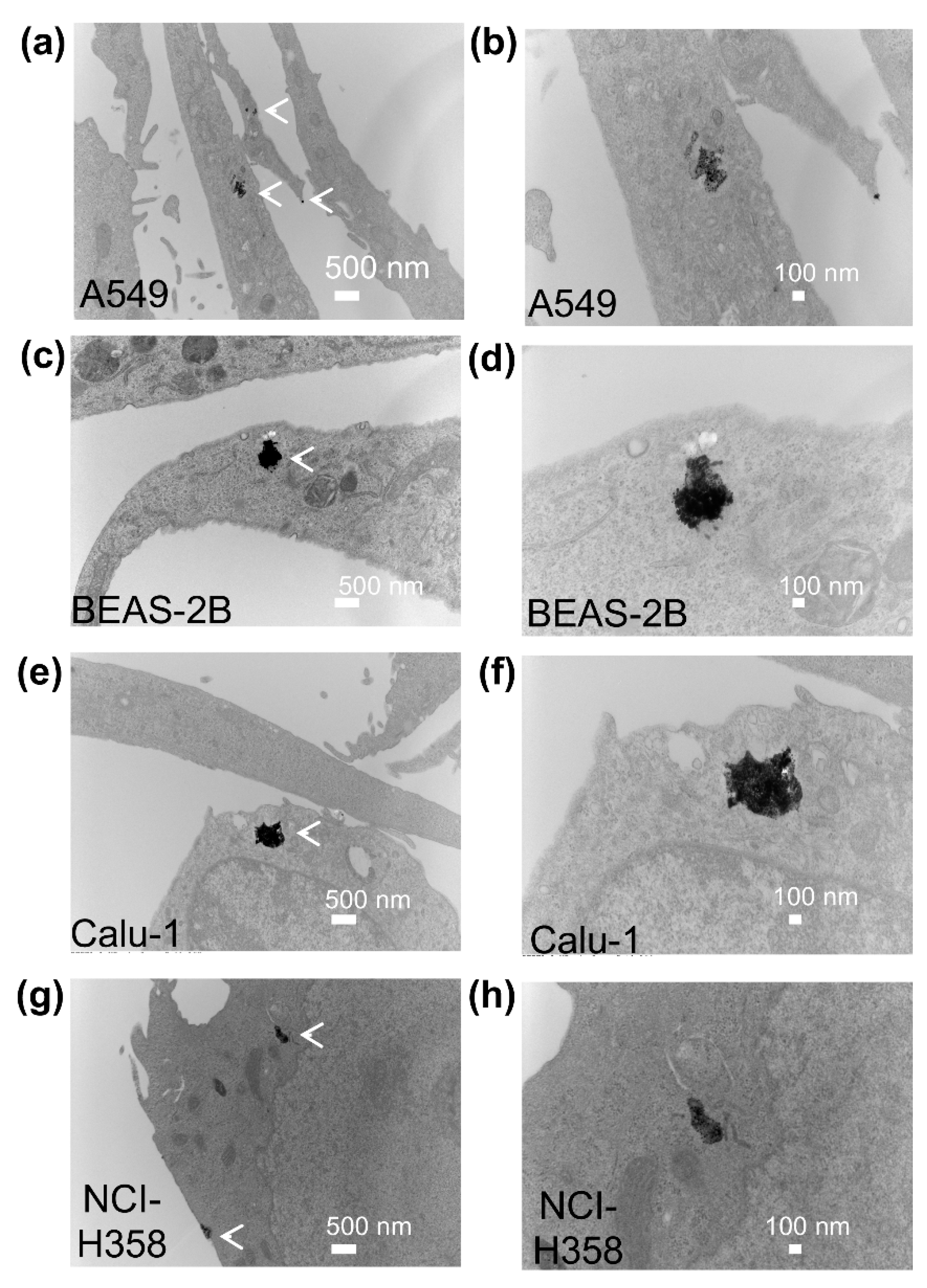 Antioxidants 08 00552 g002