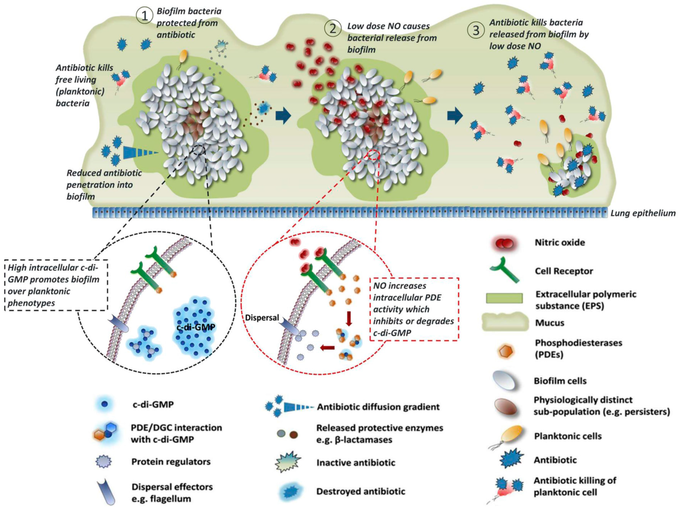Antioxidants 08 00556 g010