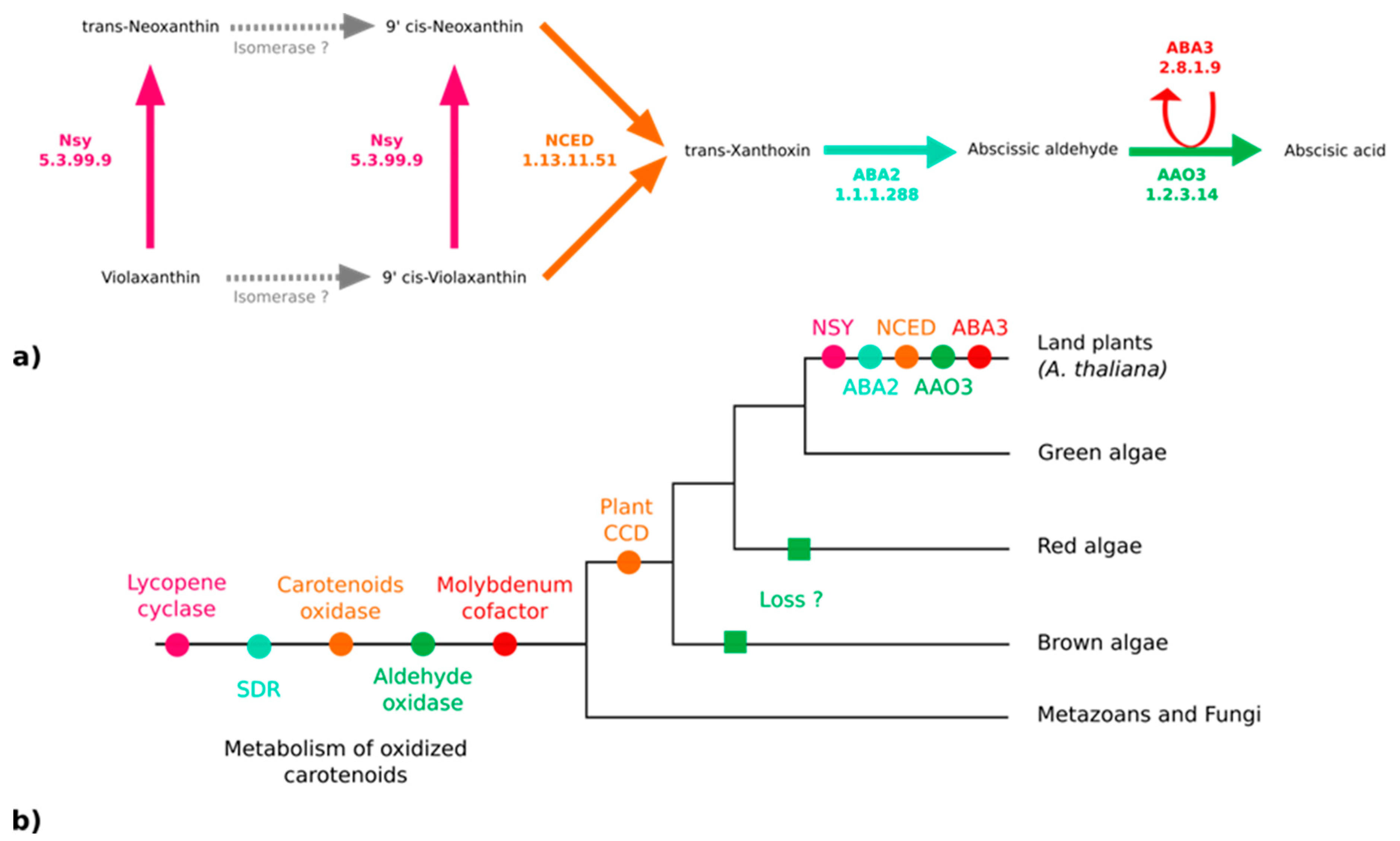 Antioxidants 08 00564 g004