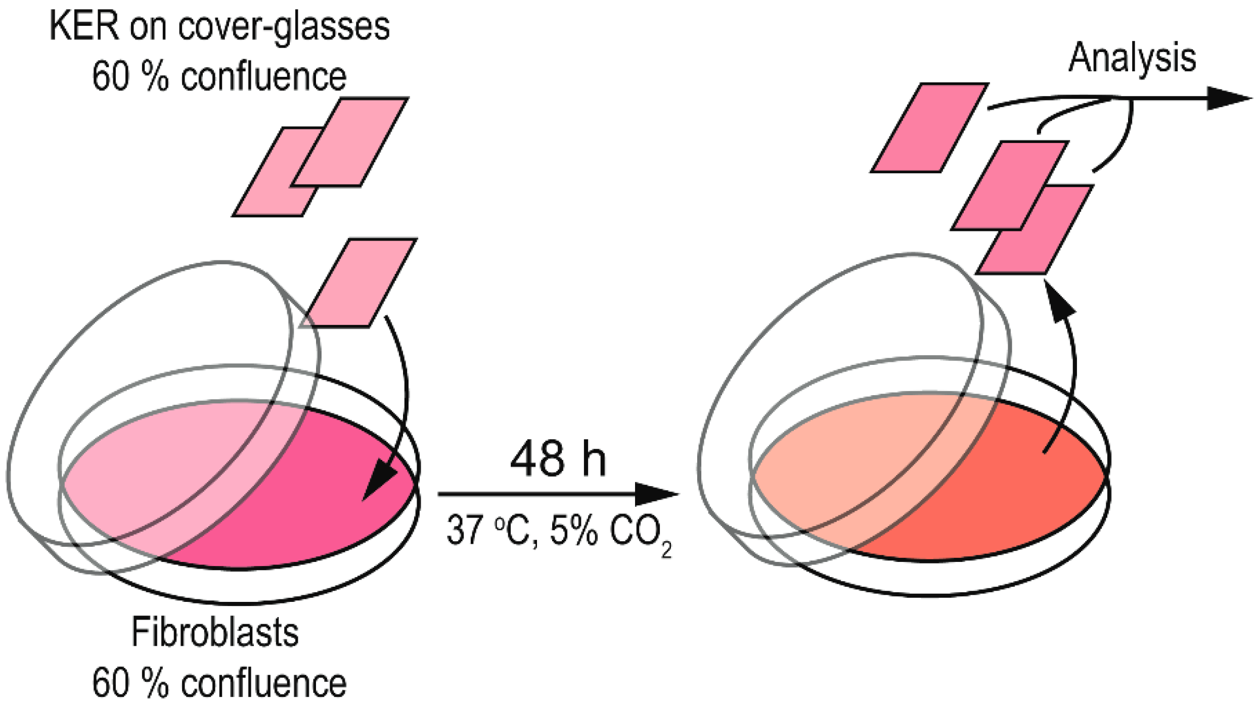 Antioxidants 08 00566 g001
