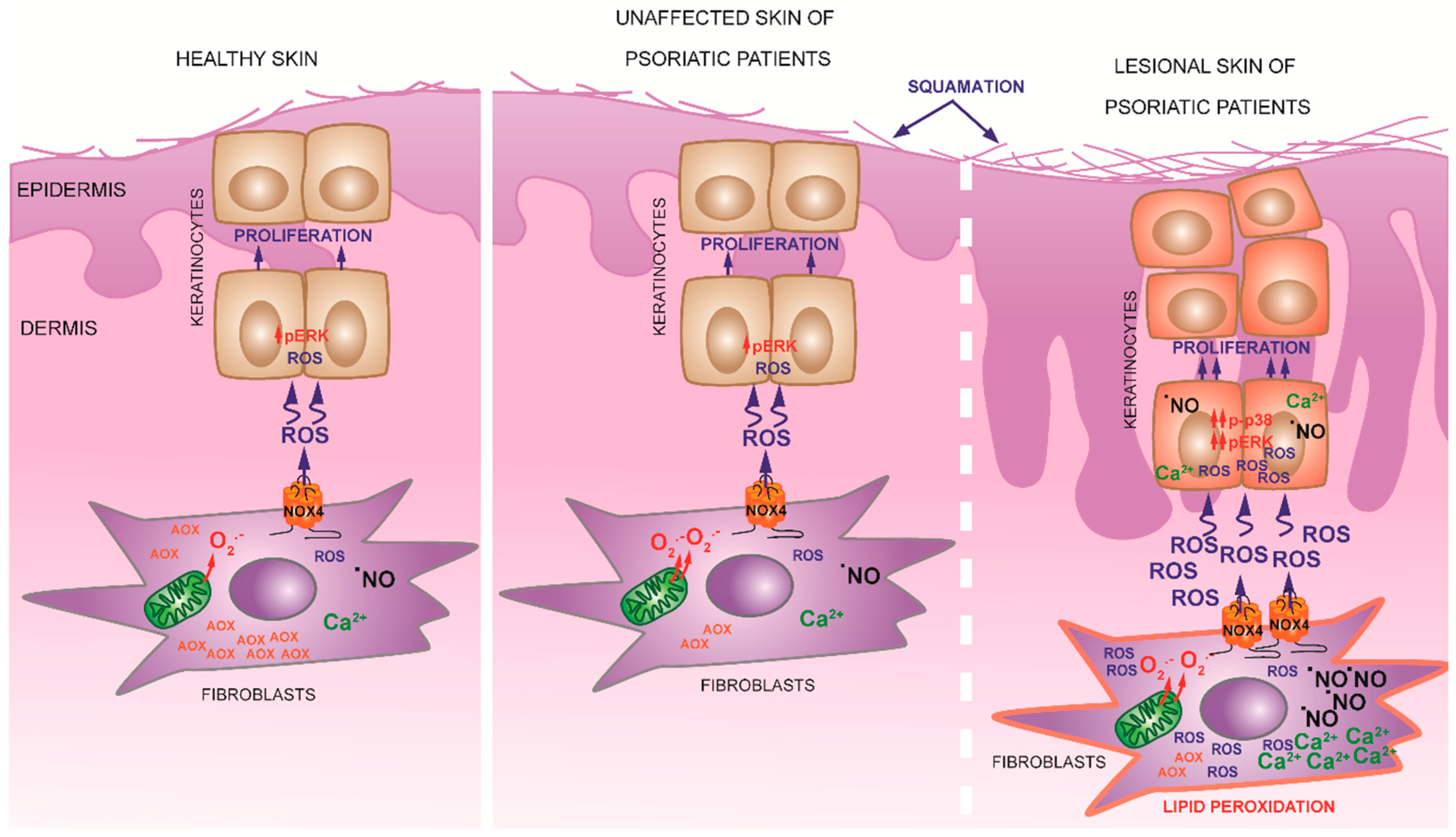 Antioxidants 08 00566 g006