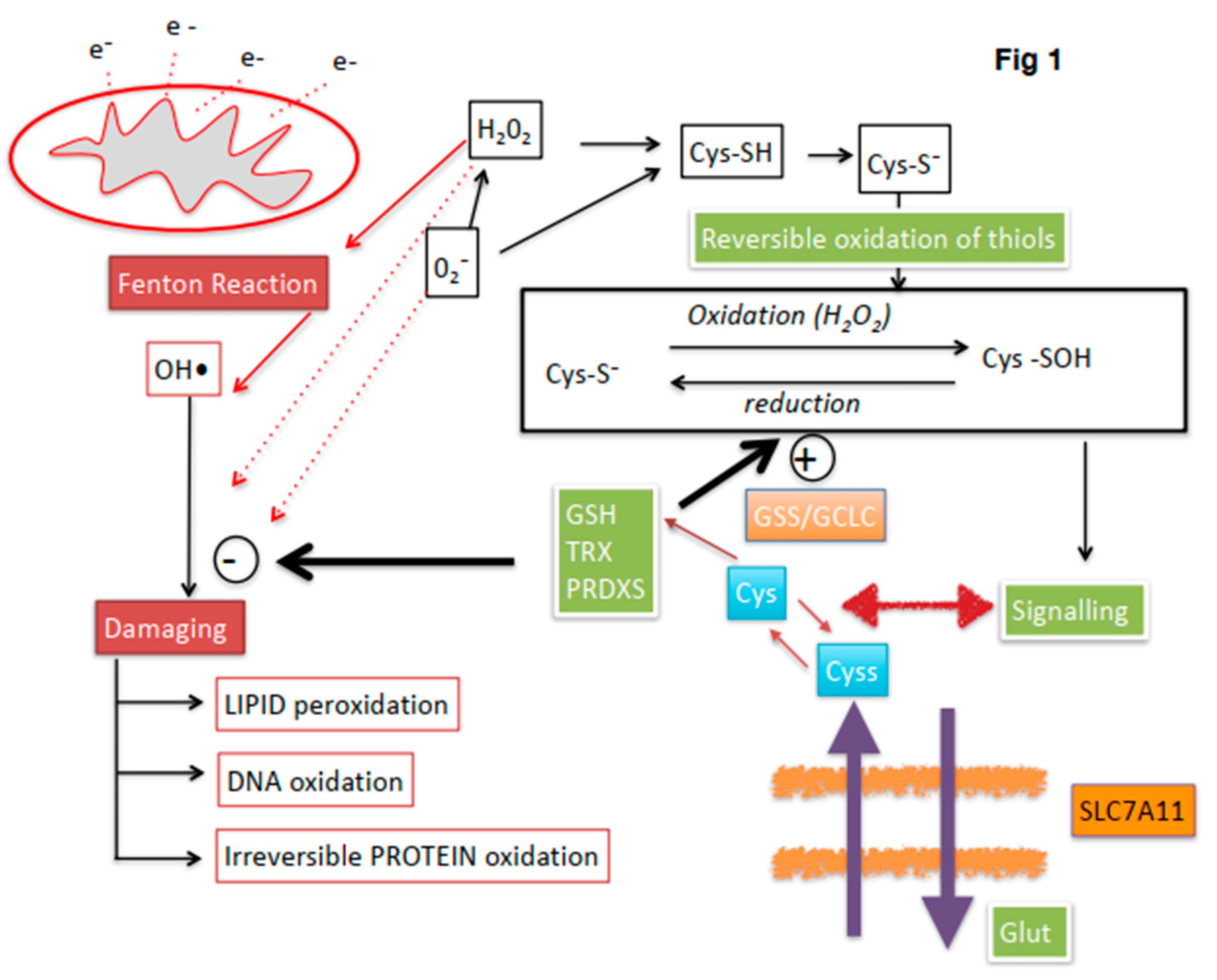 Antioxidants 08 00567 g001 Antioxidants 08 00567 g001