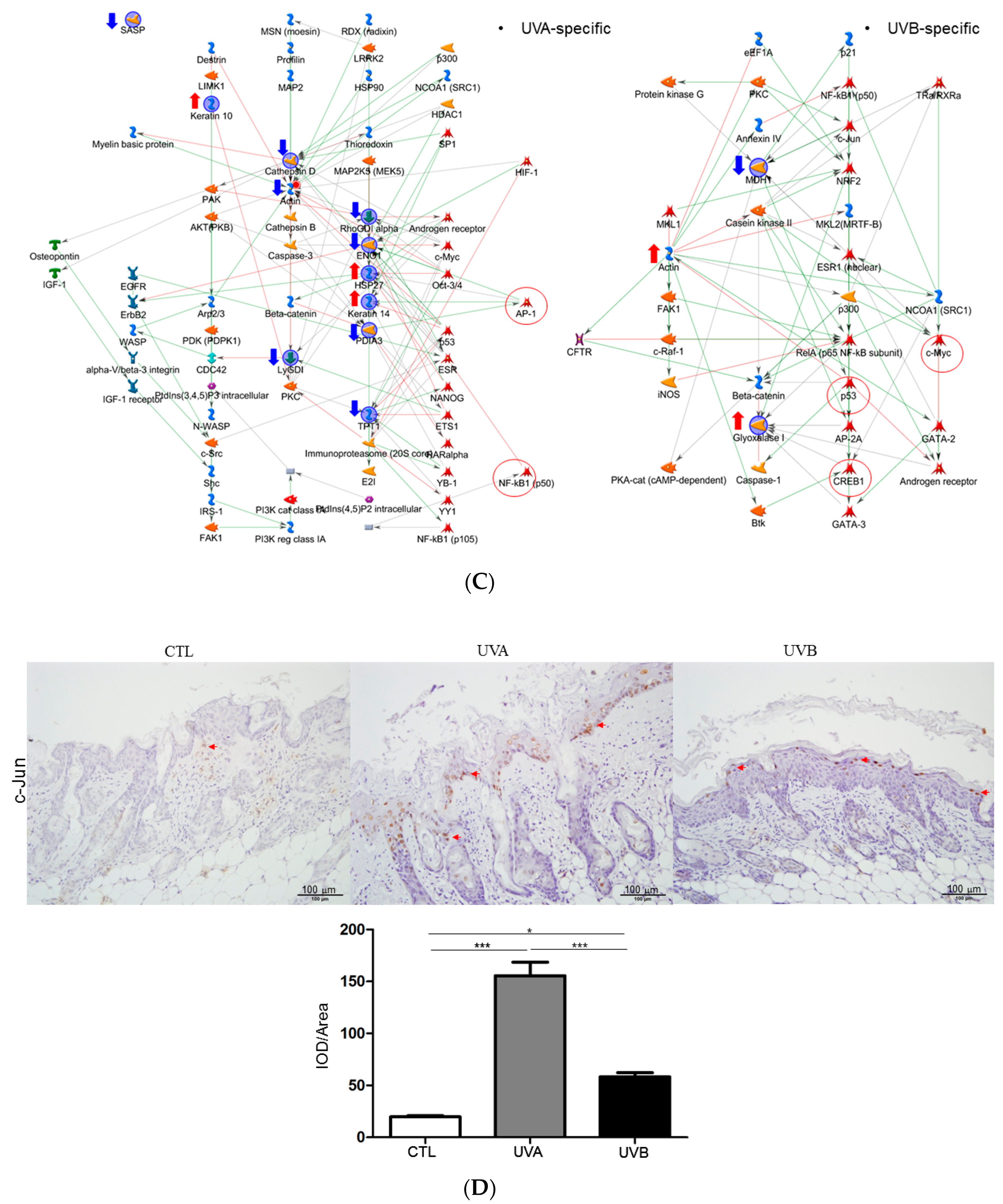 Antioxidants 08 00569 g005b