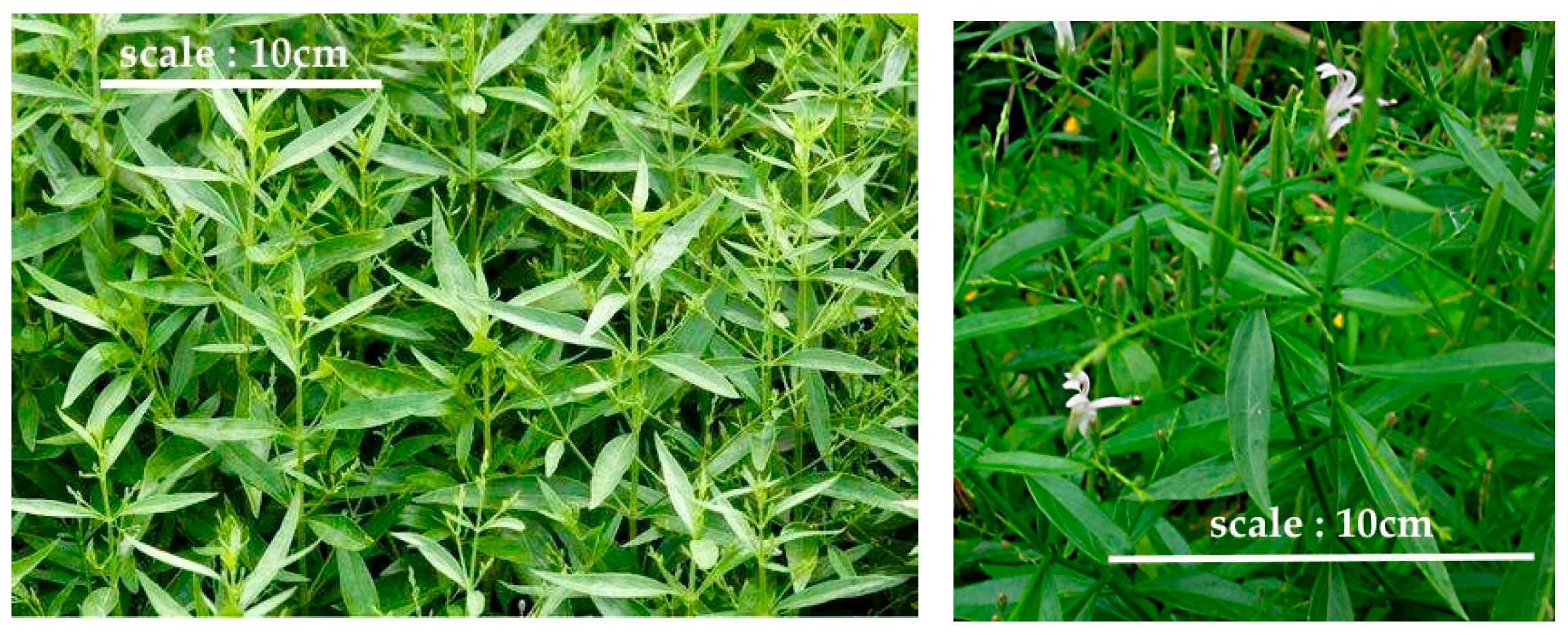 Antioxidants 08 00571 g001