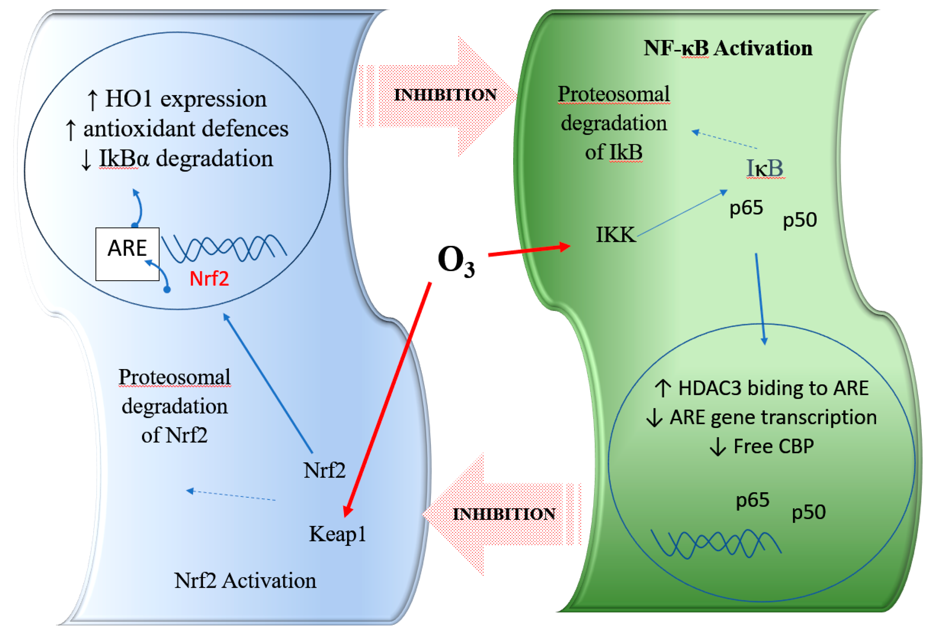 Antioxidants 08 00588 g001