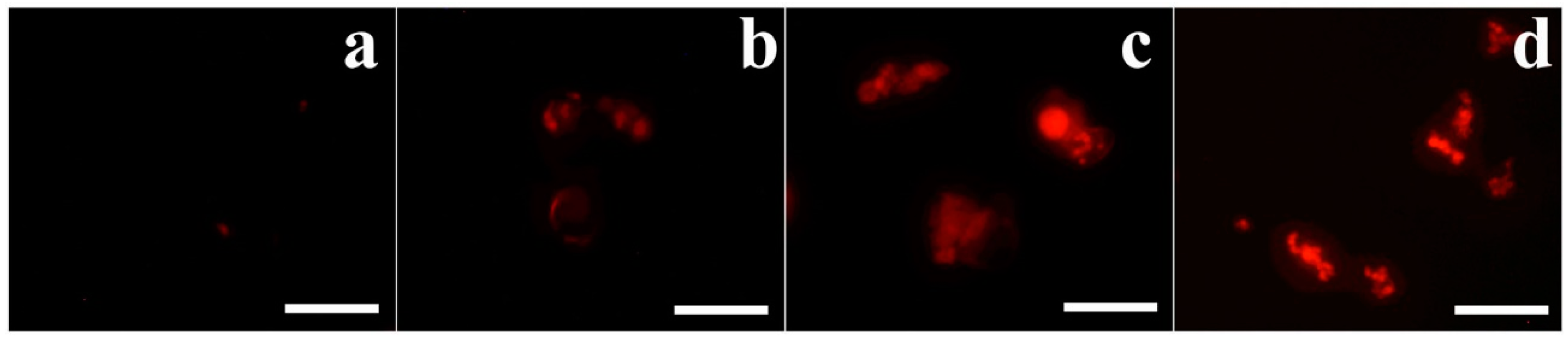 Antioxidants 08 00598 g006