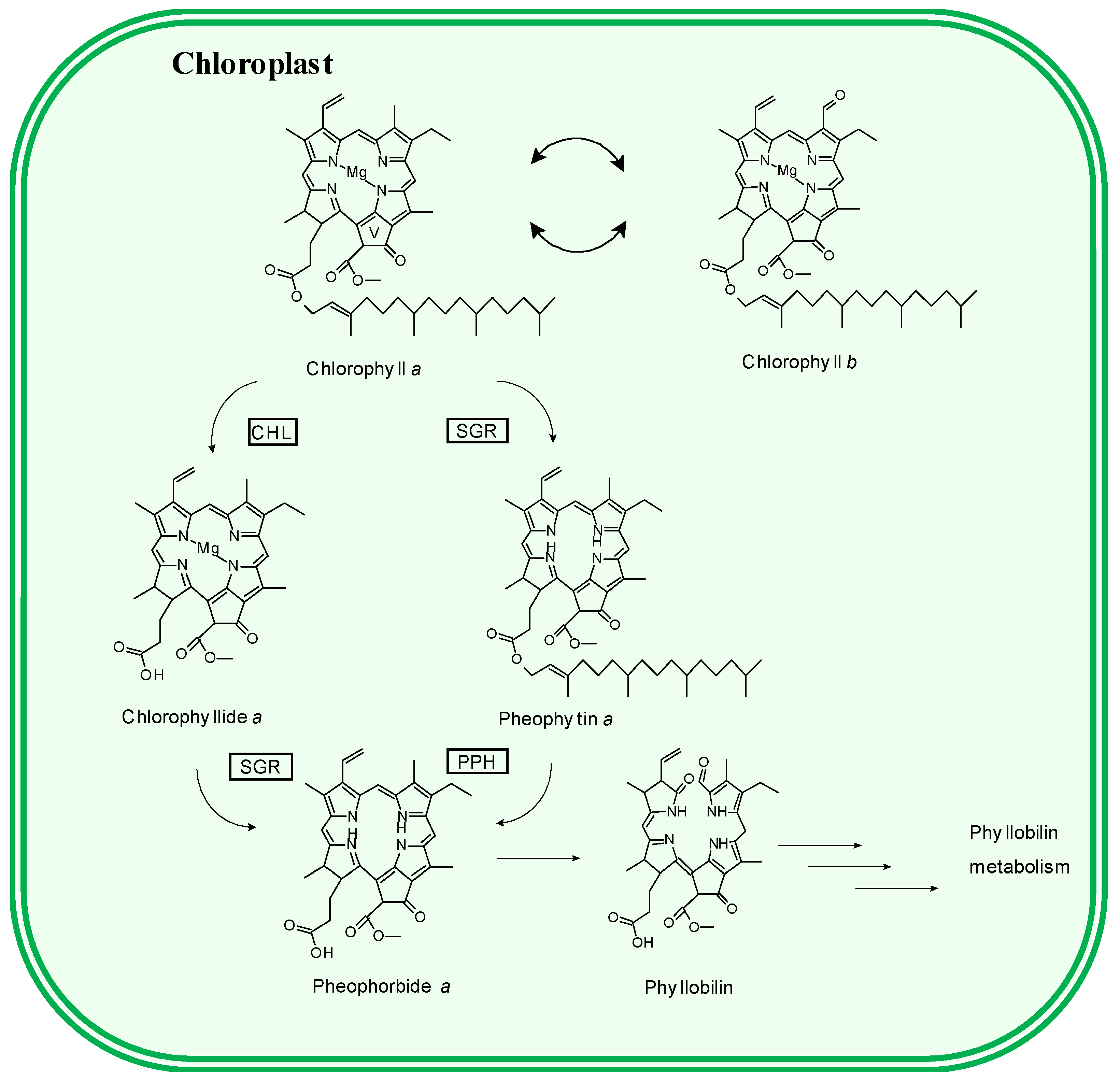 Antioxidants 08 00600 g001
