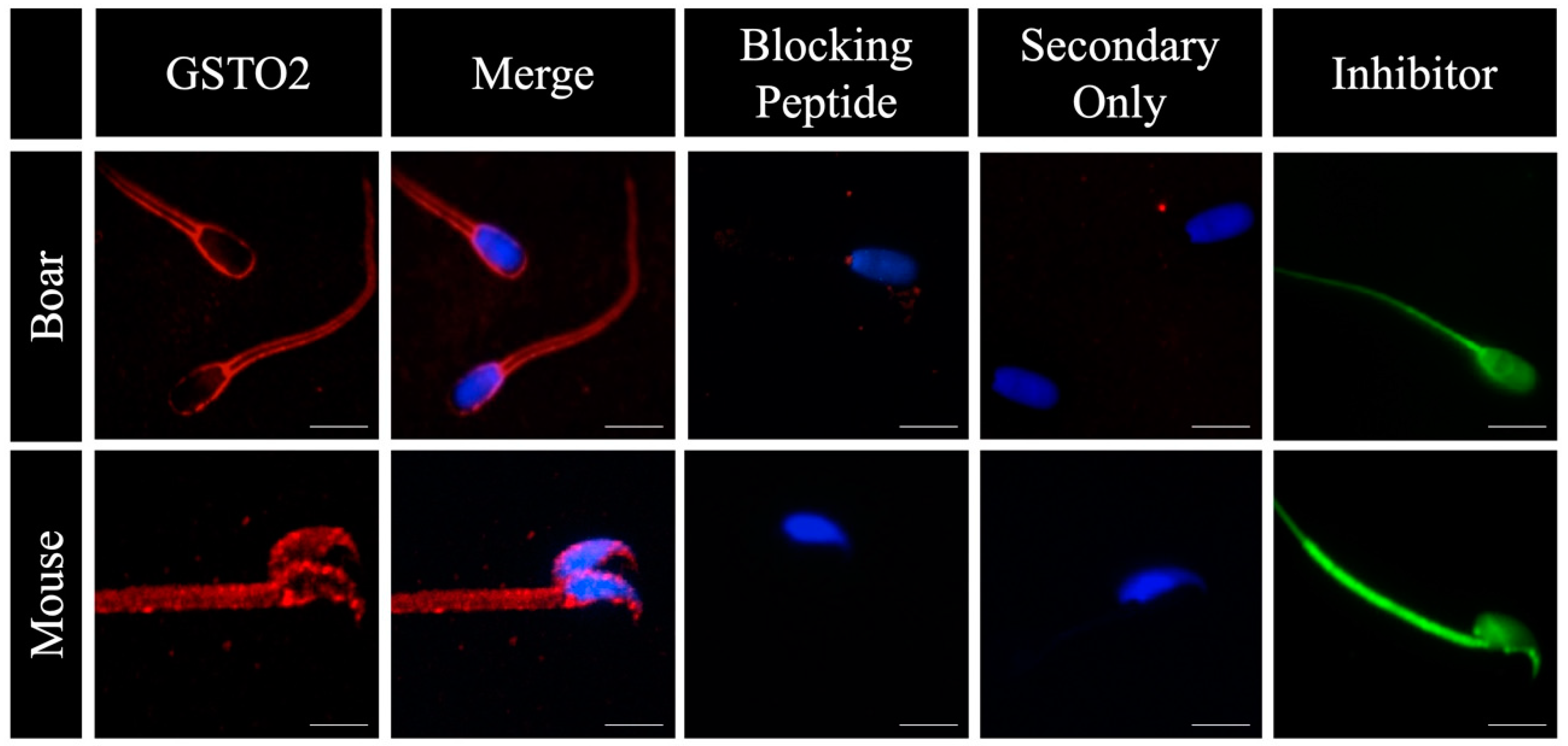 Antioxidants 08 00601 g001 Antioxidants 08 00601 g001