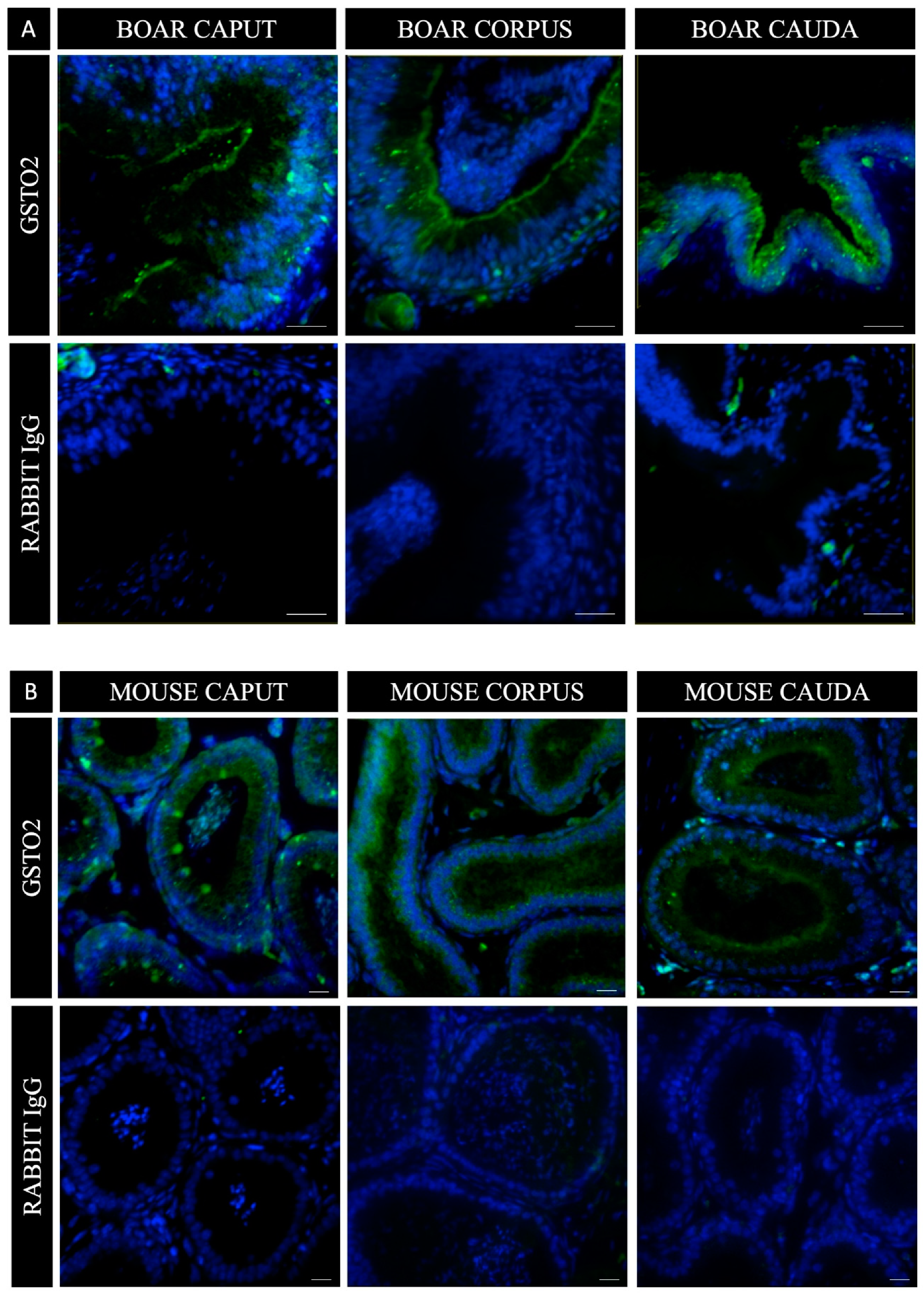 Antioxidants 08 00601 g003 Antioxidants 08 00601 g003