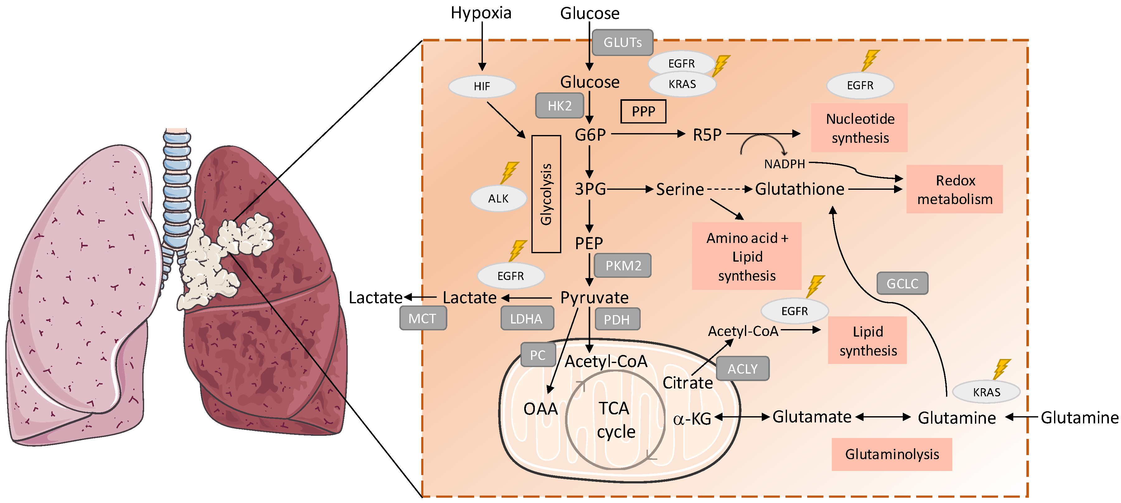 Antioxidants 08 00603 g001