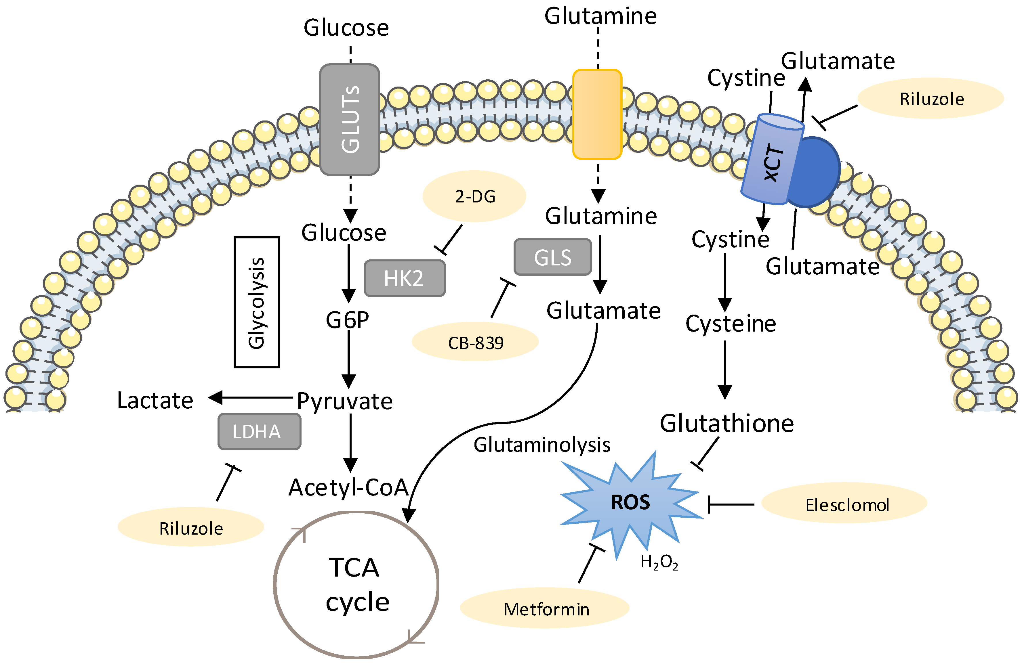 Antioxidants 08 00603 g002