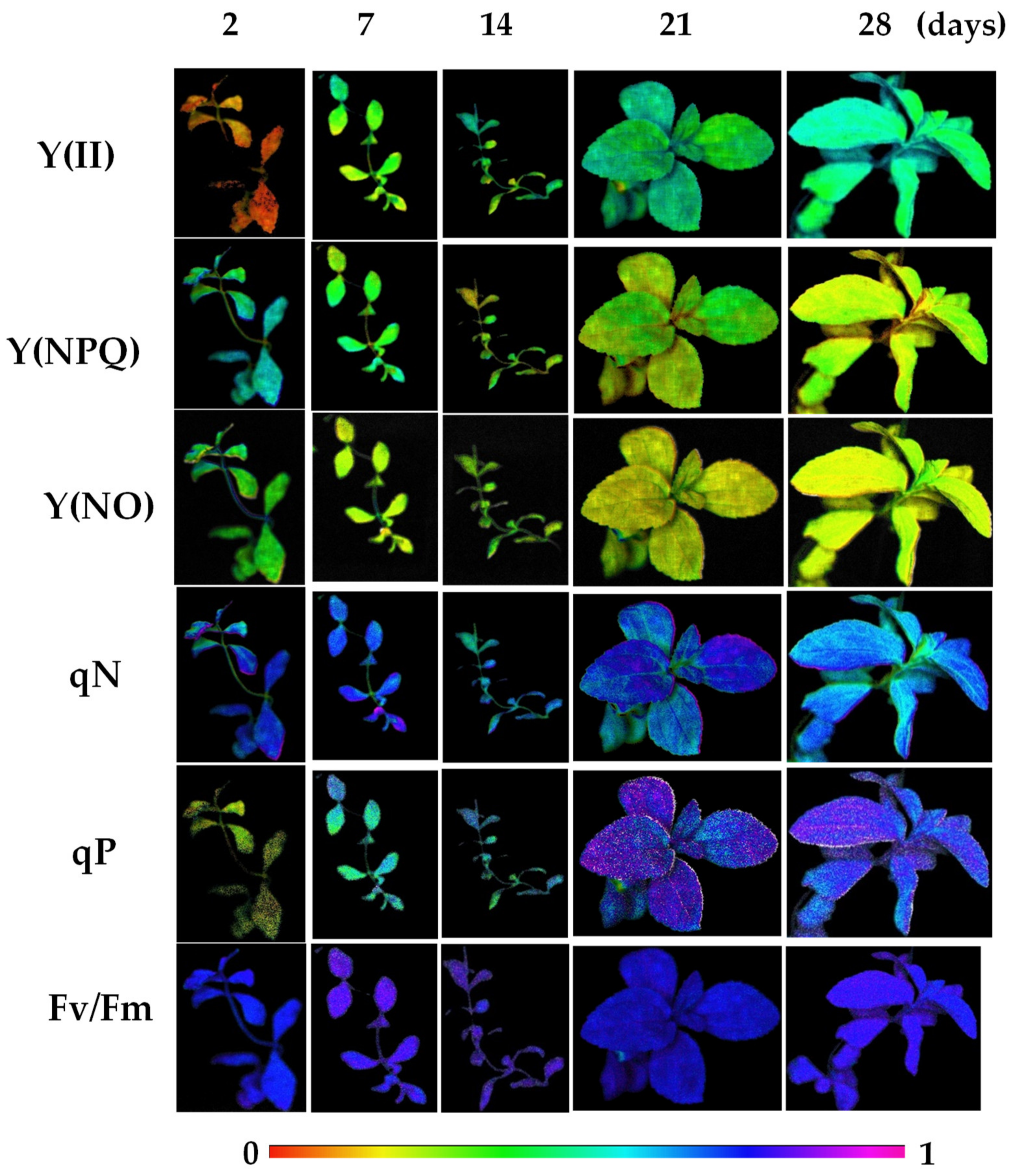 Antioxidants 08 00615 g001