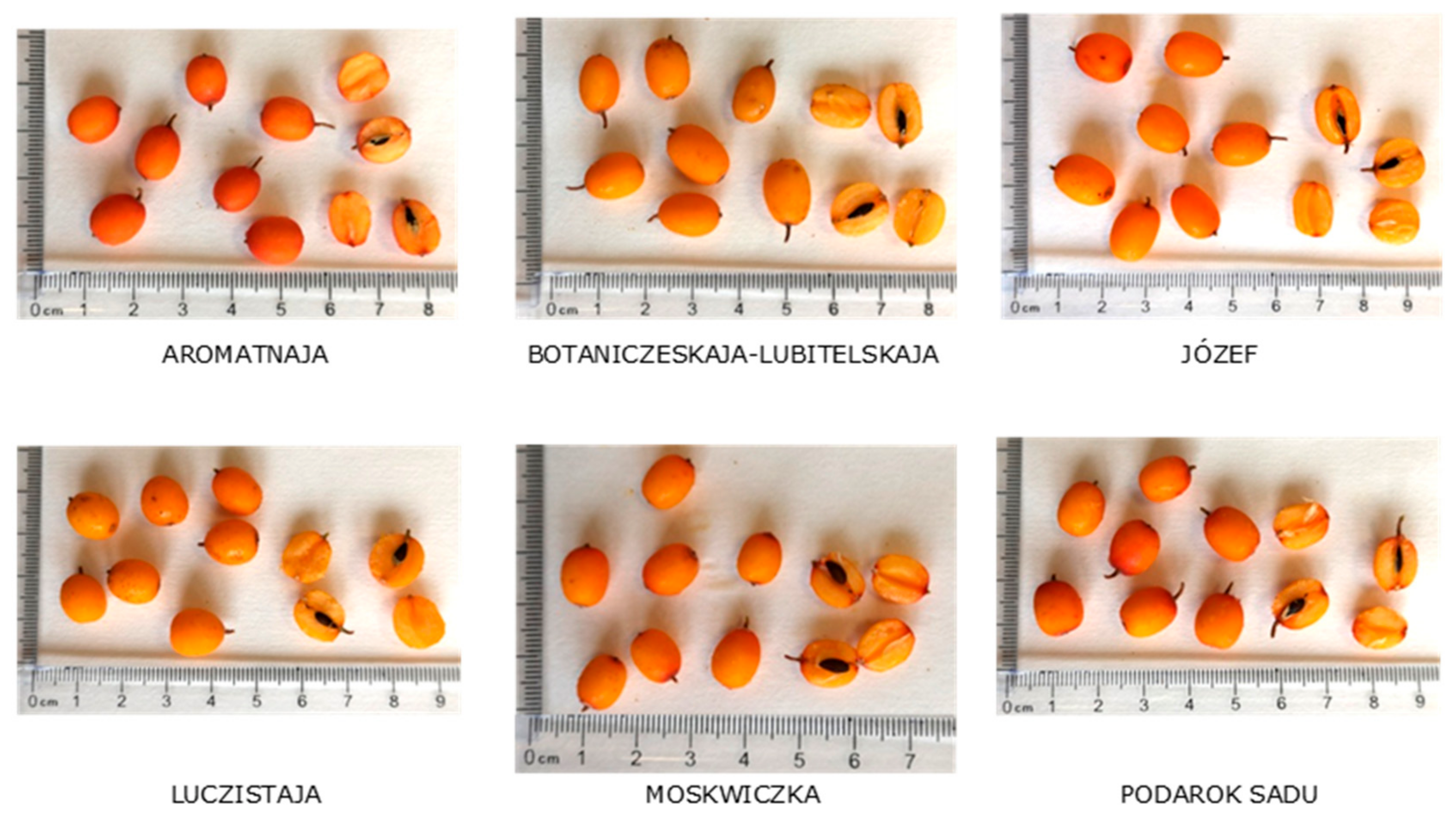 Antioxidants 08 00618 g001