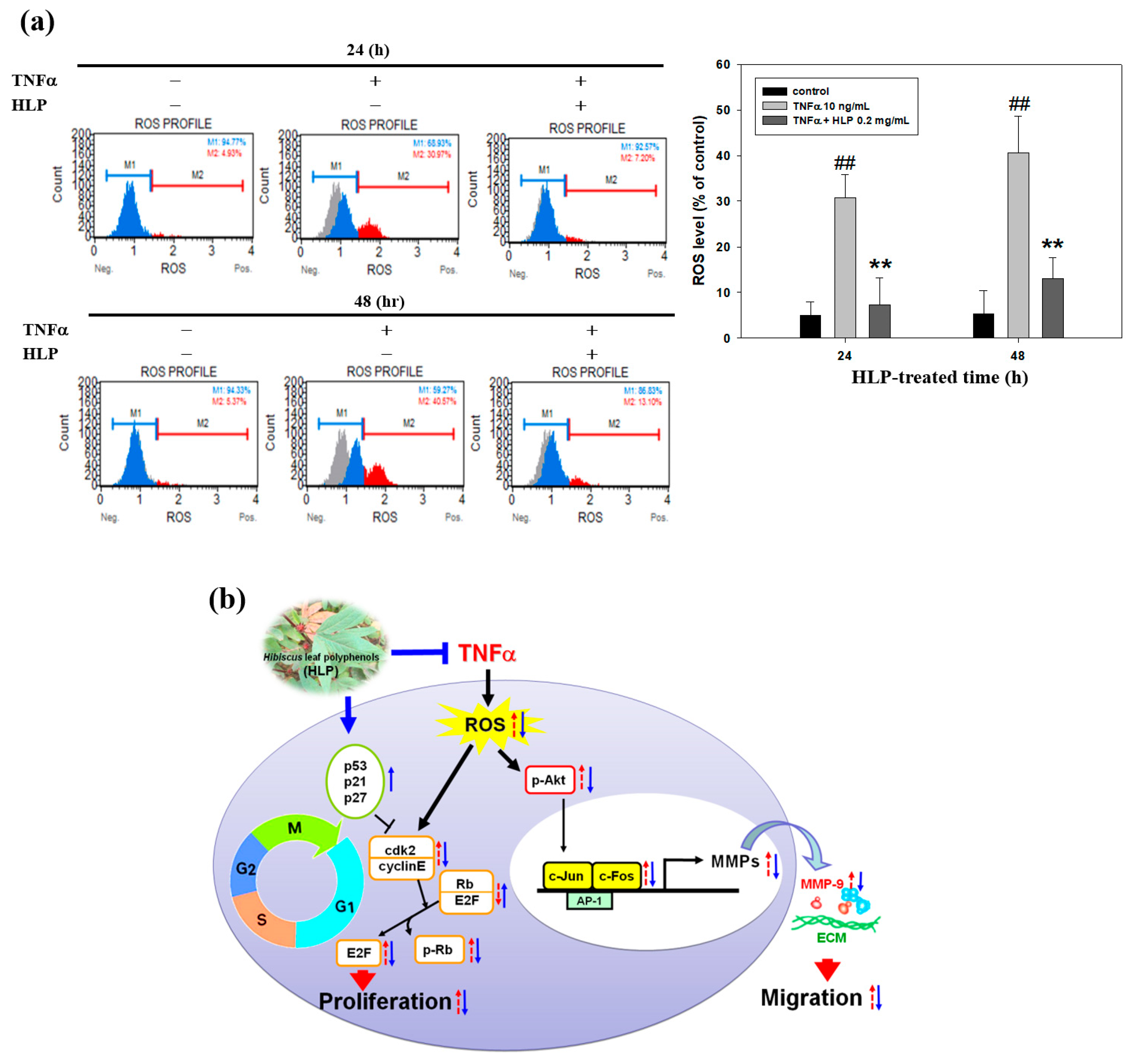 Antioxidants 08 00620 g007 Antioxidants 08 00620 g007