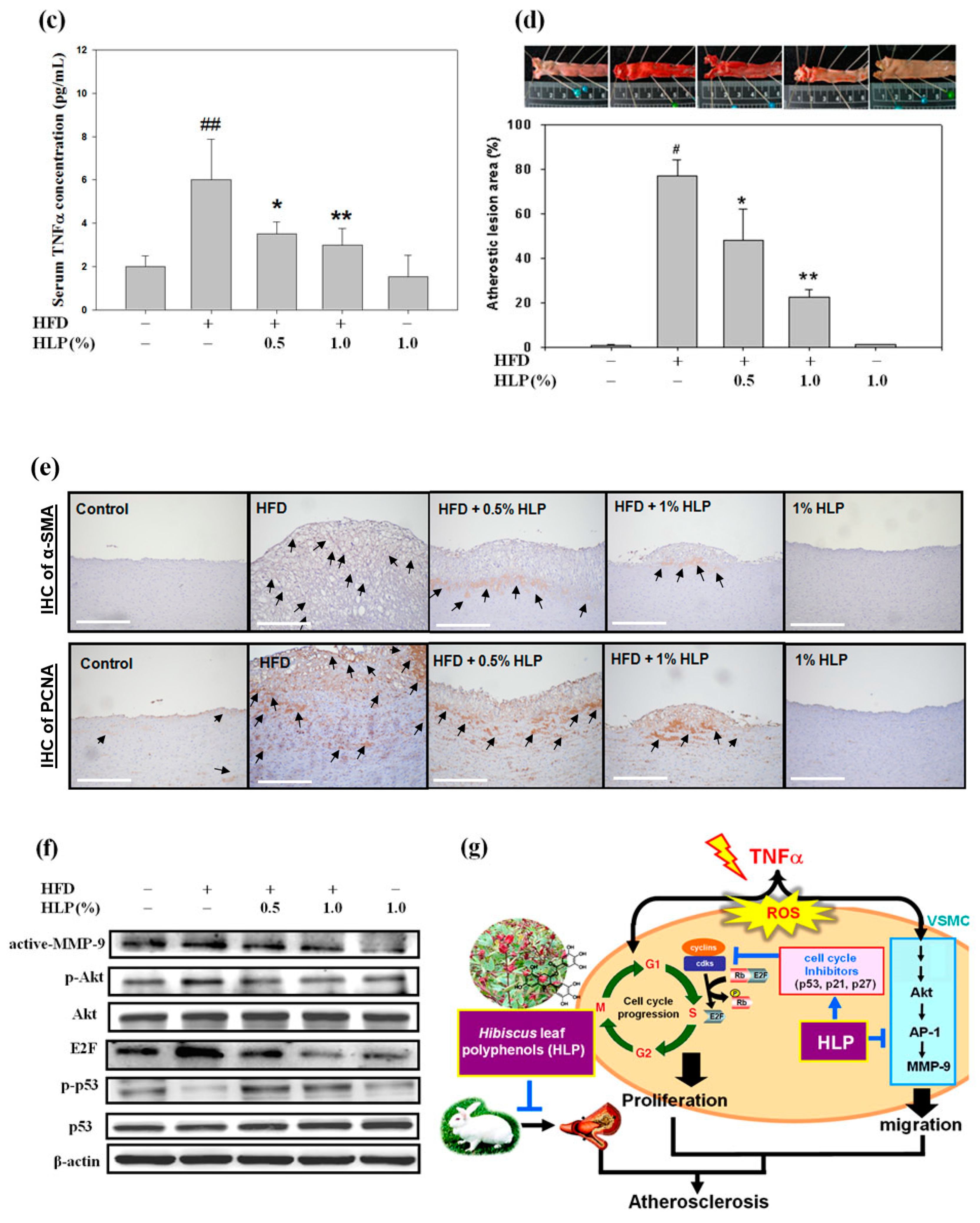 Antioxidants 08 00620 g008b Antioxidants 08 00620 g008b