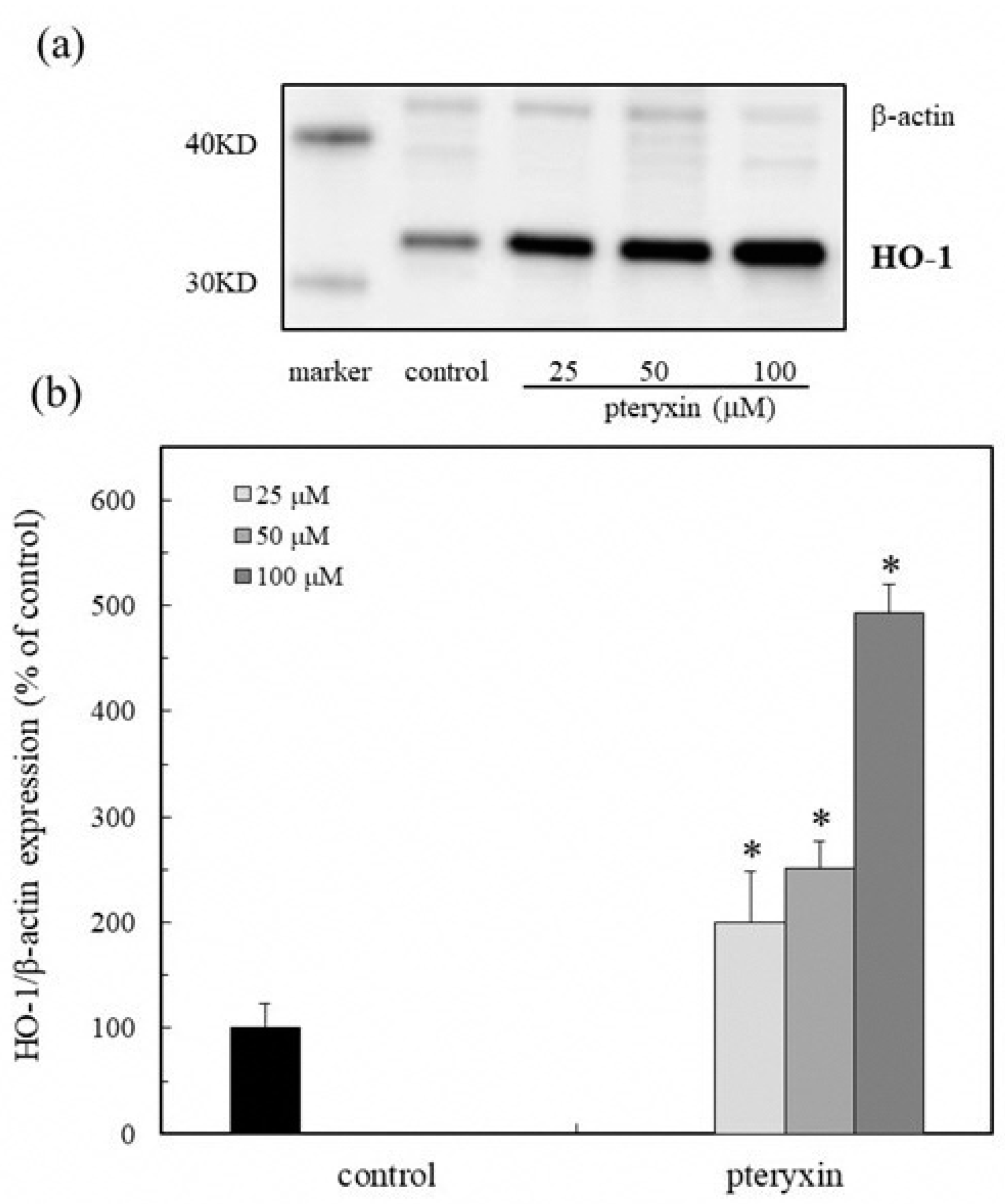 Antioxidants 08 00621 g005