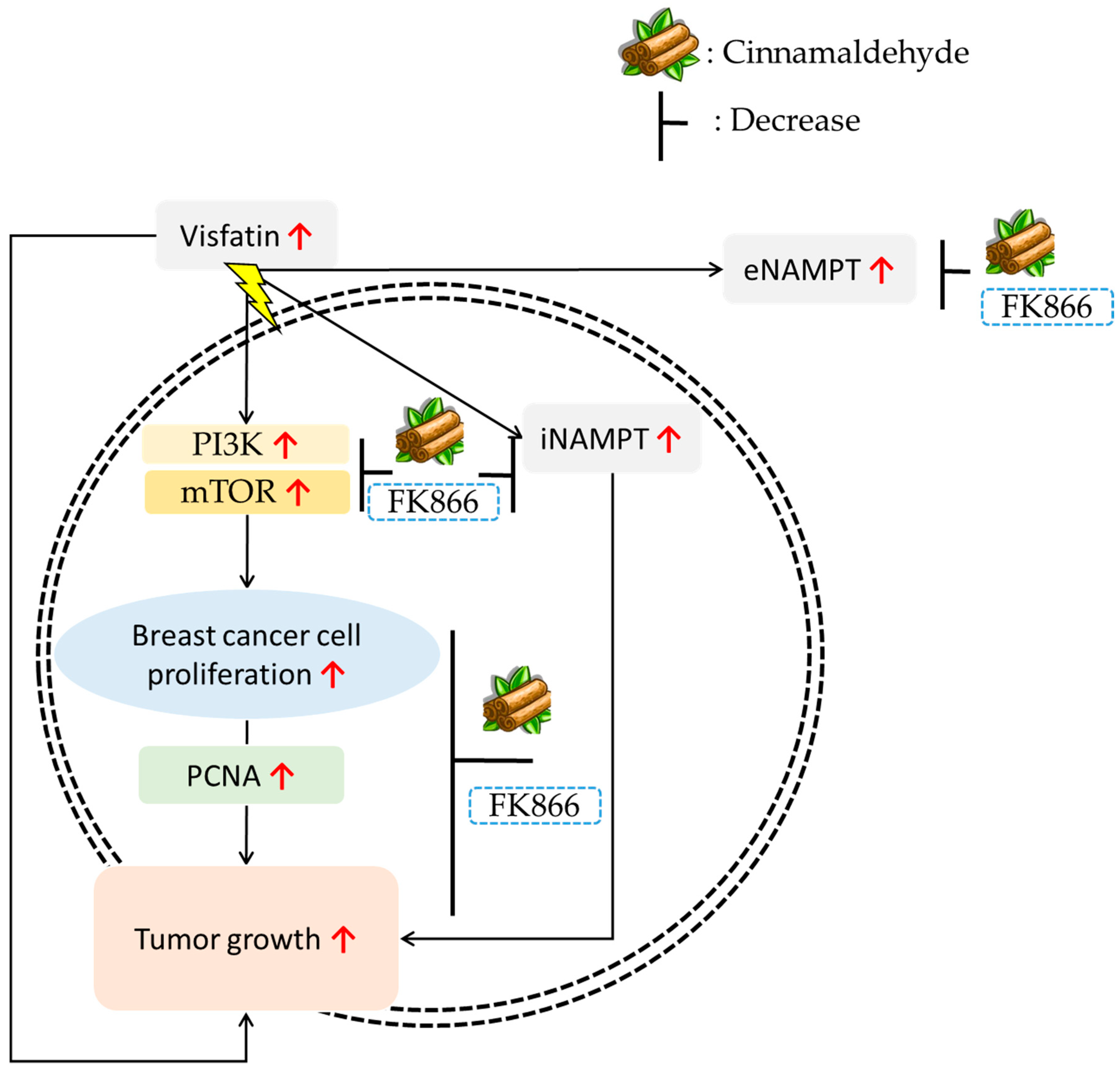Antioxidants 08 00625 g007