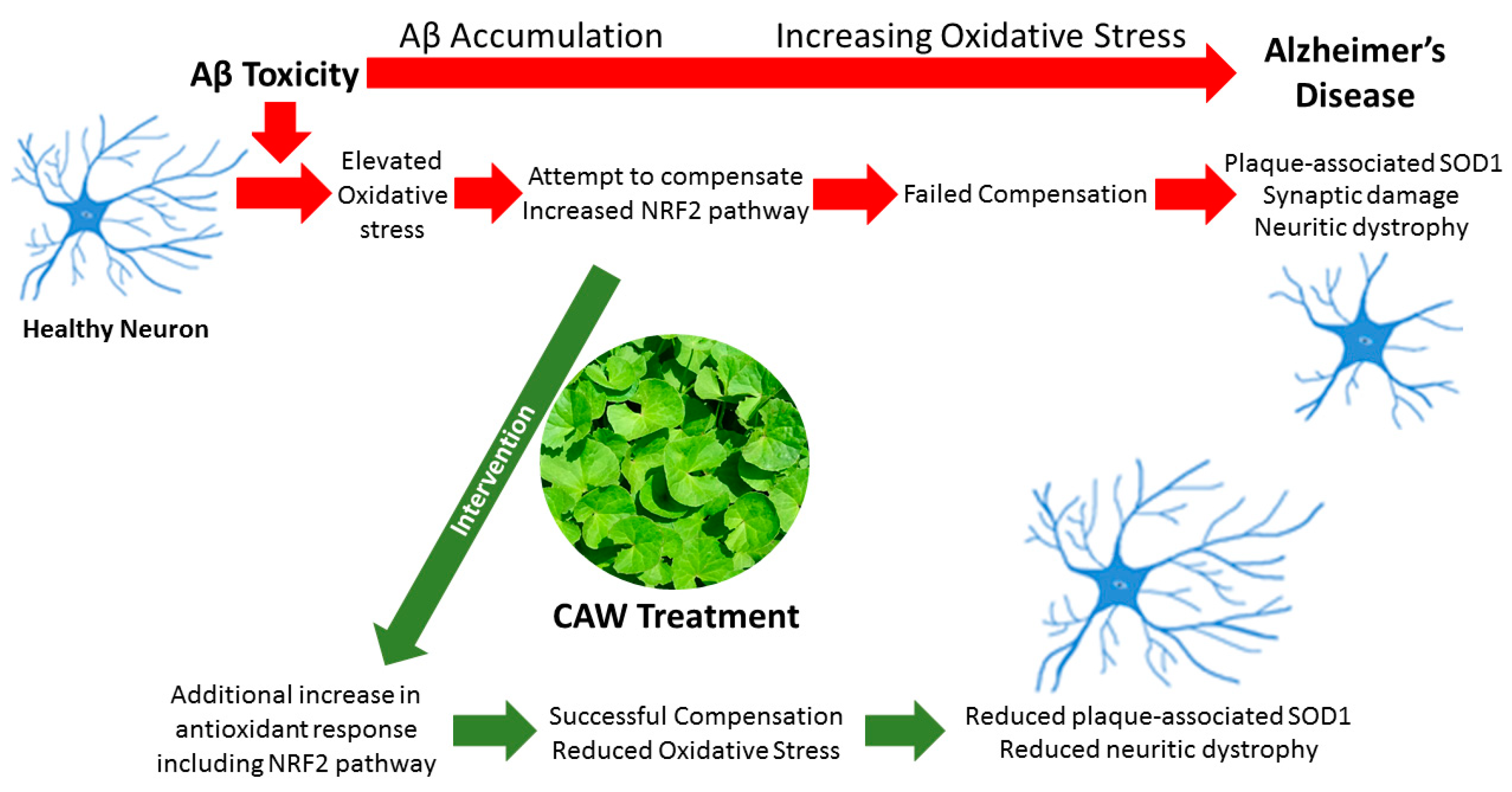 Antioxidants 08 00630 g007 Antioxidants 08 00630 g007
