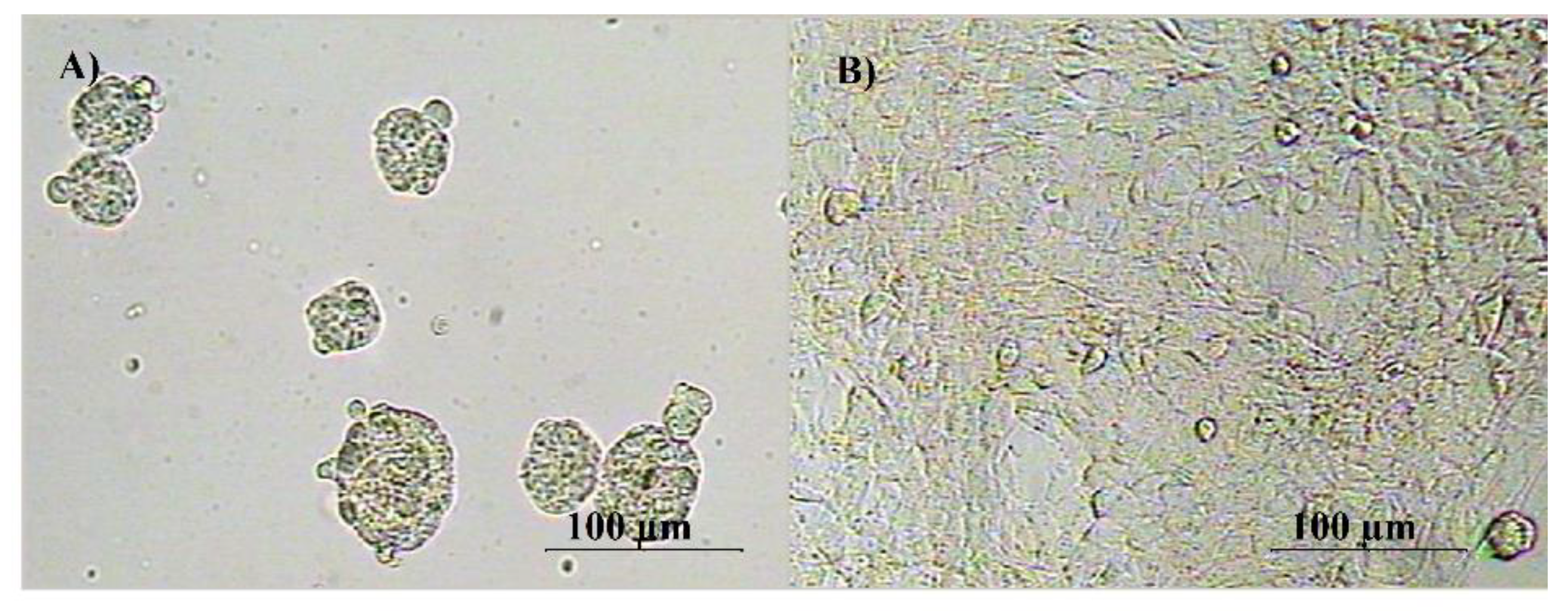 Antioxidants 08 00633 g001