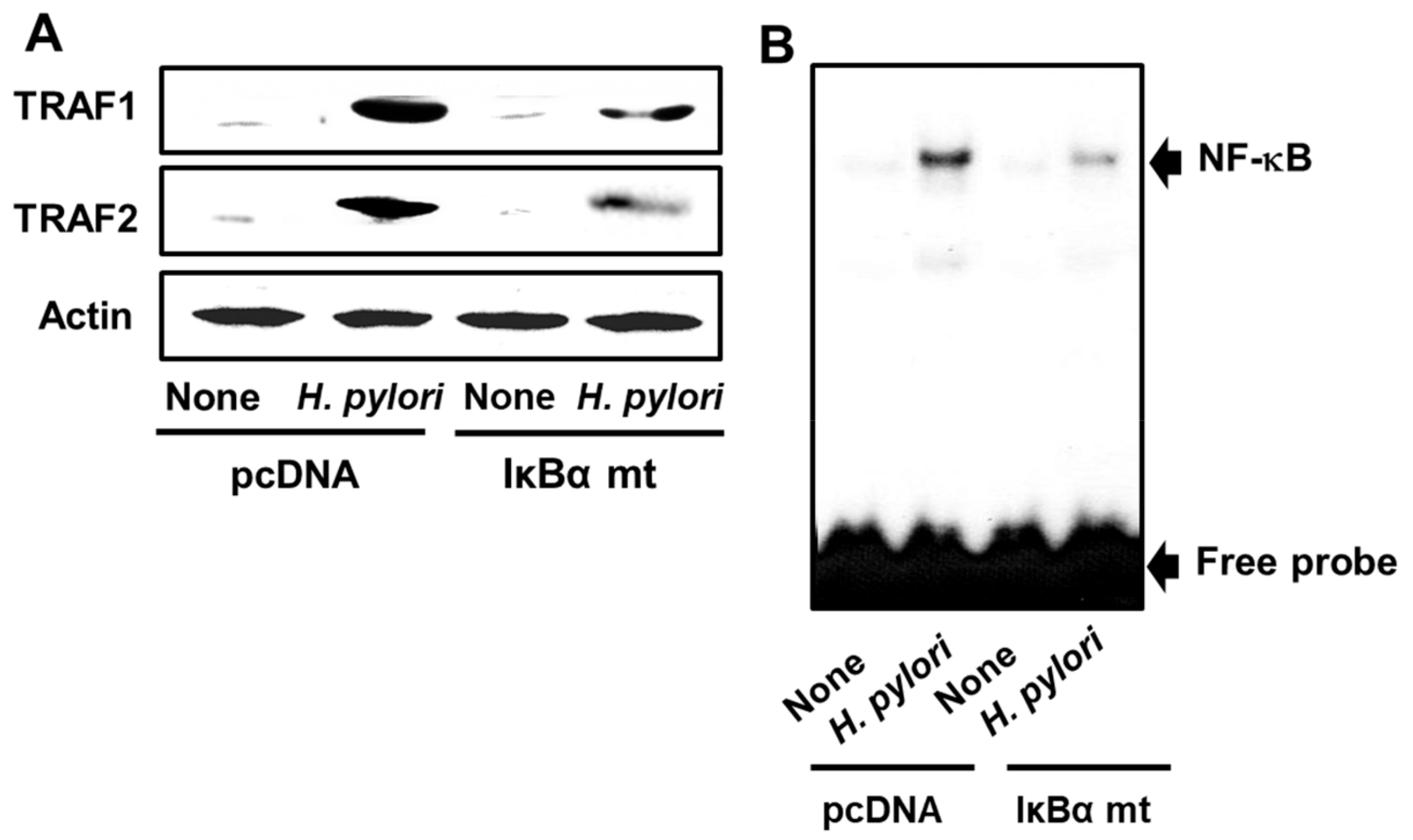 Antioxidants 08 00637 g004