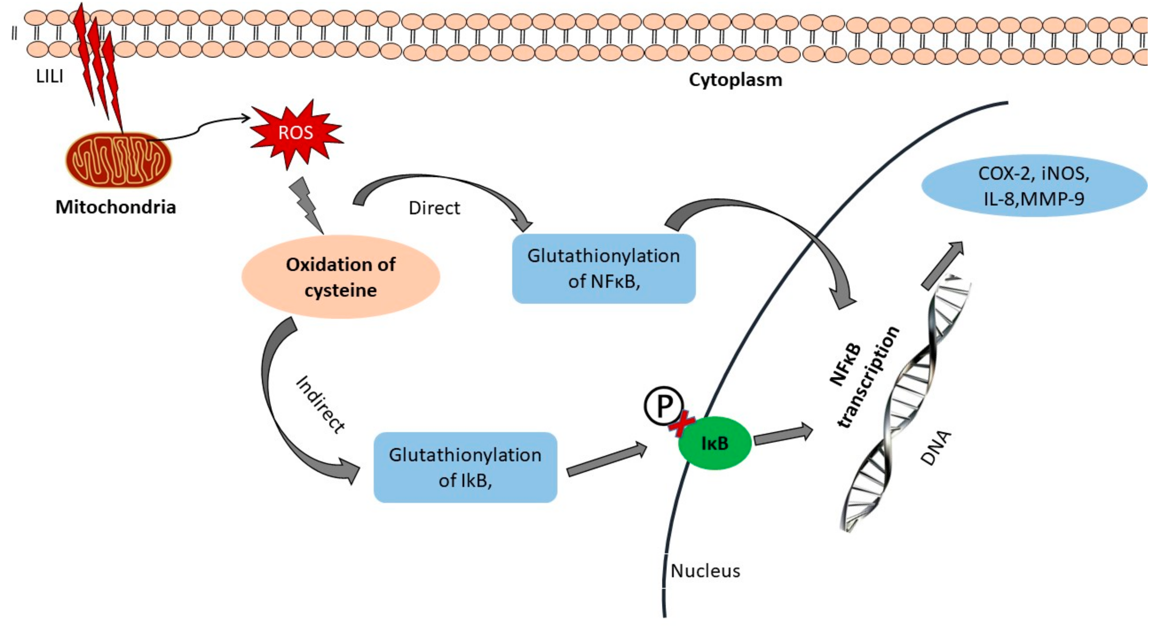Antioxidants 08 00640 g003 Antioxidants 08 00640 g003