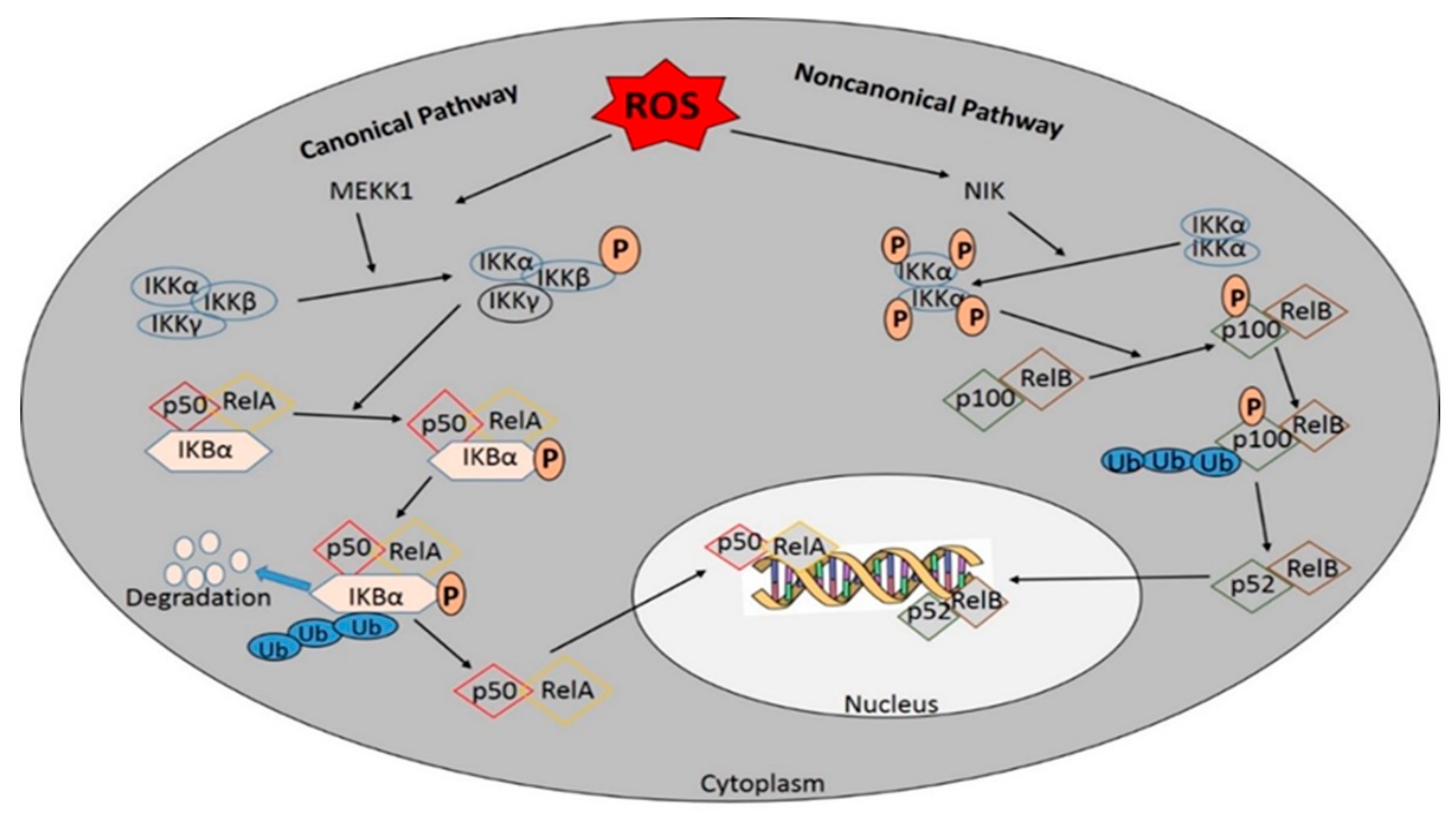 Antioxidants 08 00640 g004 Antioxidants 08 00640 g004