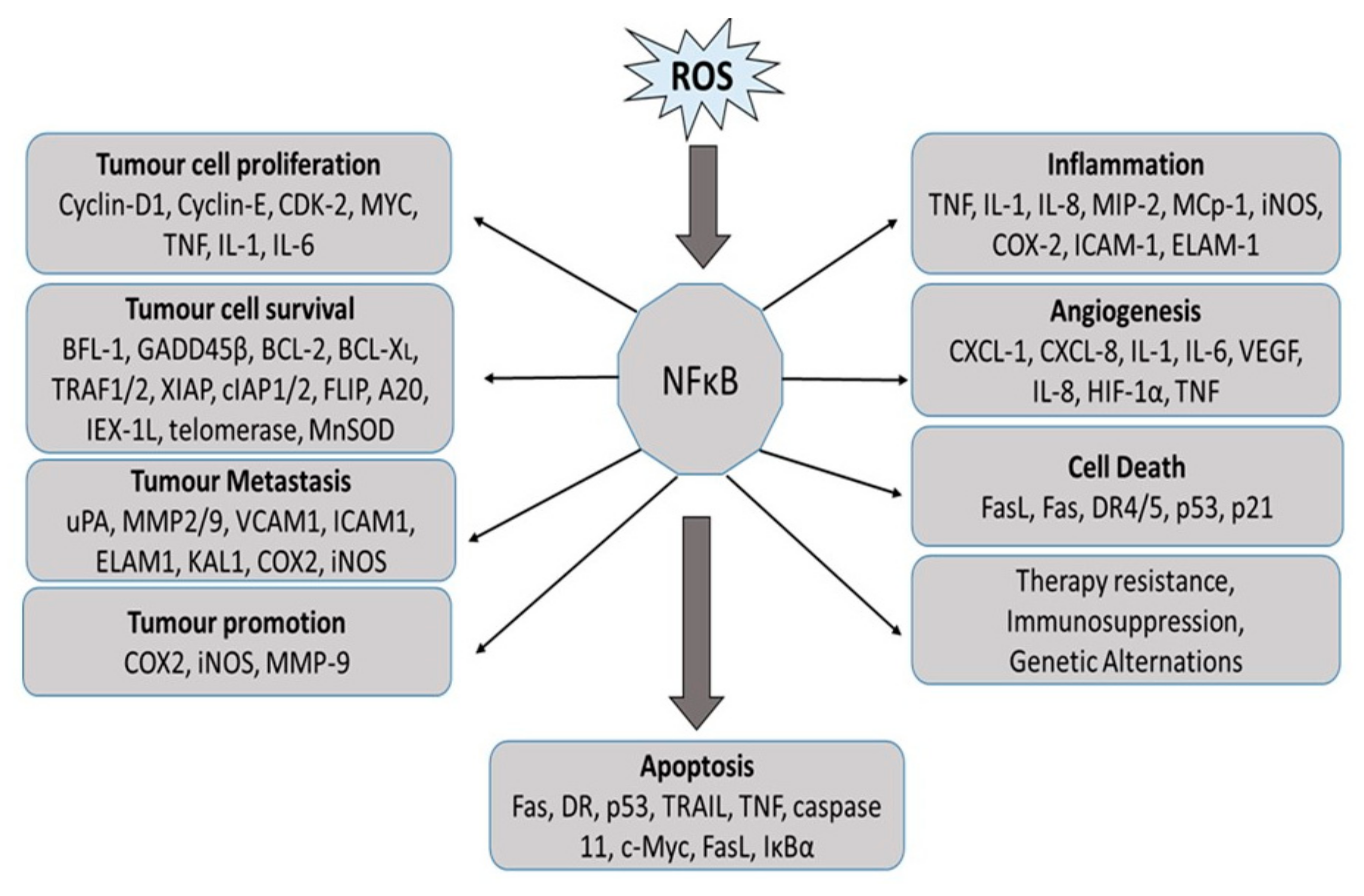 Antioxidants 08 00640 g005 Antioxidants 08 00640 g005