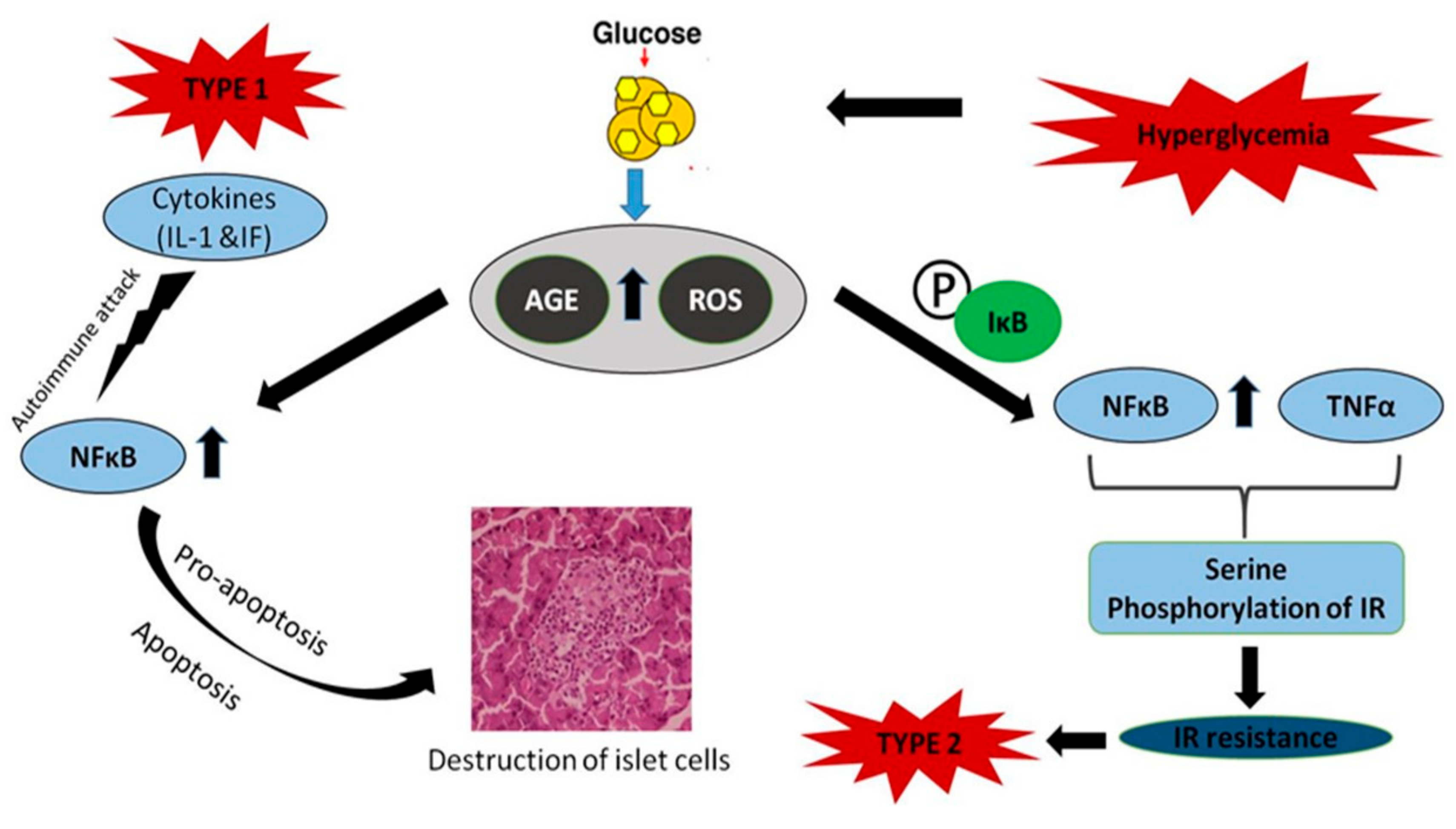 Antioxidants 08 00640 g006 Antioxidants 08 00640 g006
