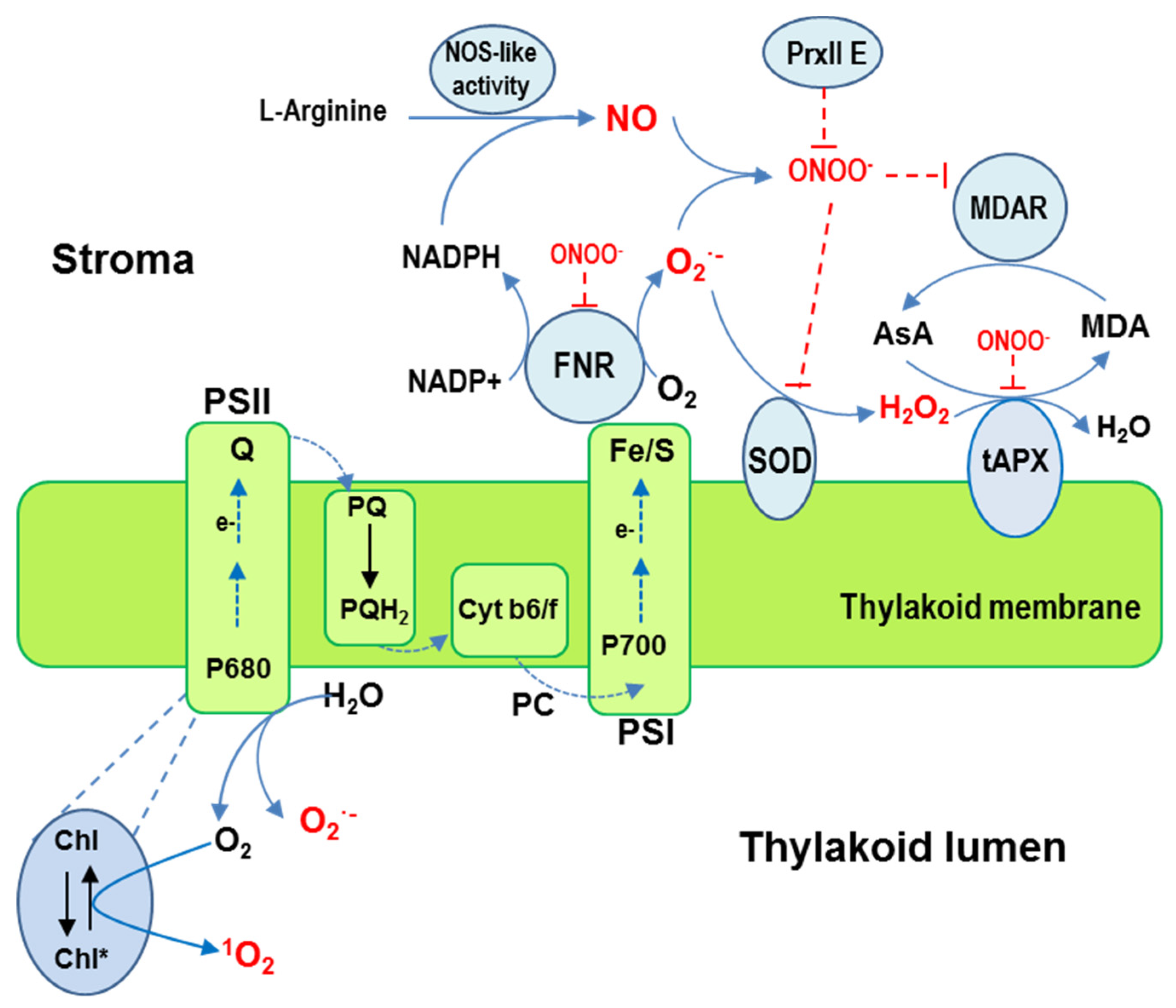 Antioxidants 08 00641 g003