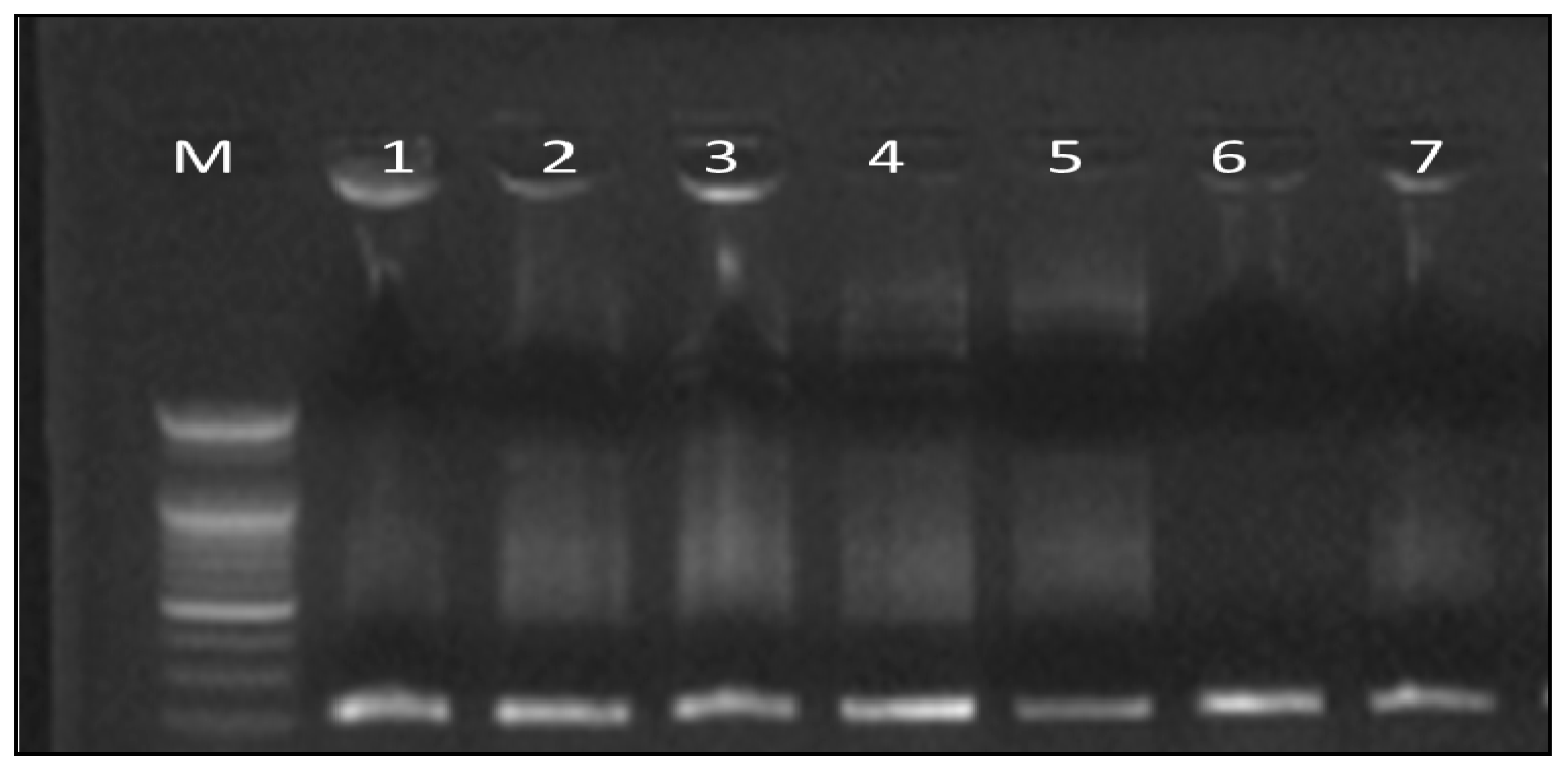 Antioxidants 08 00646 g005