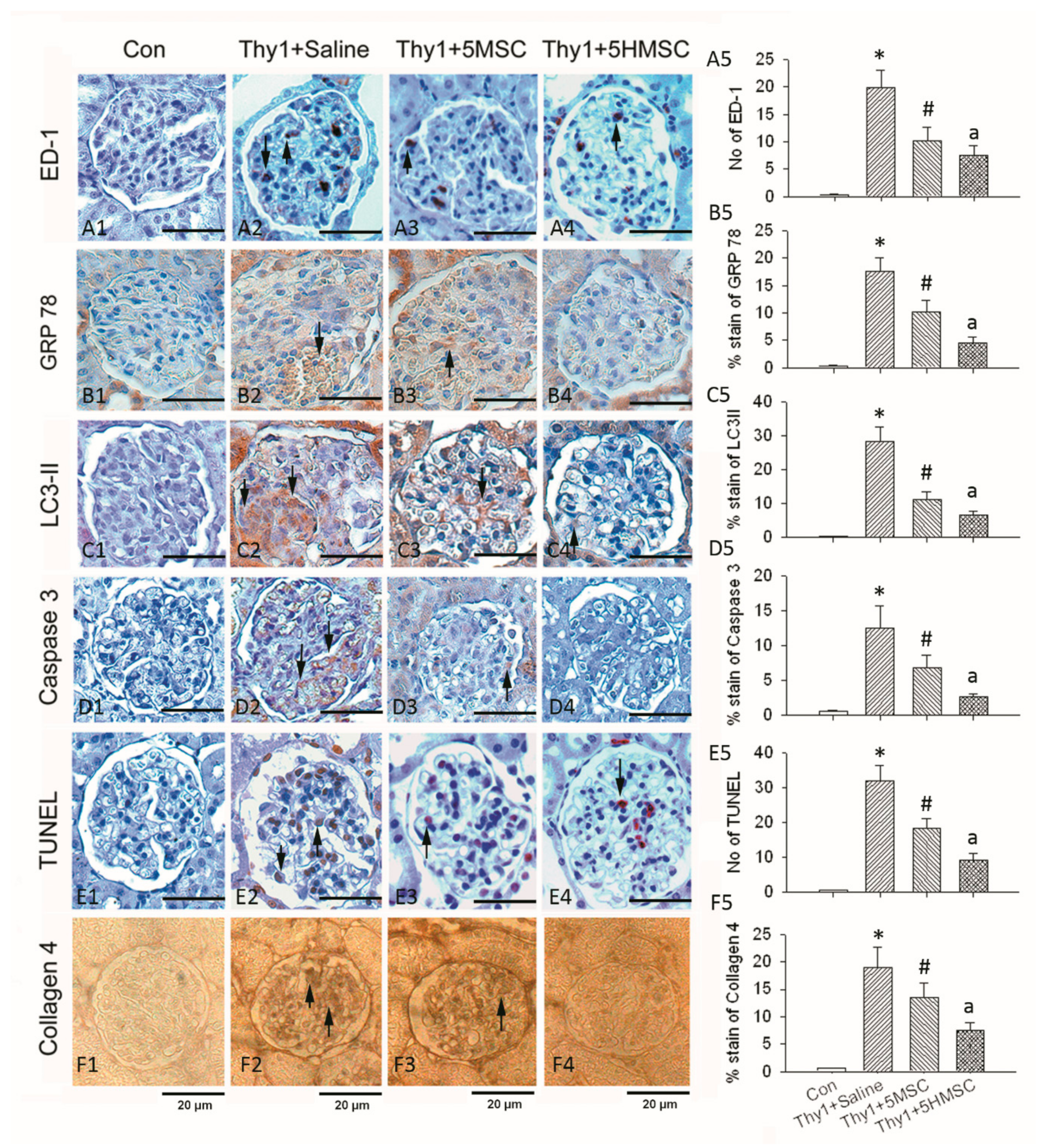 Antioxidants 09 00002 g005